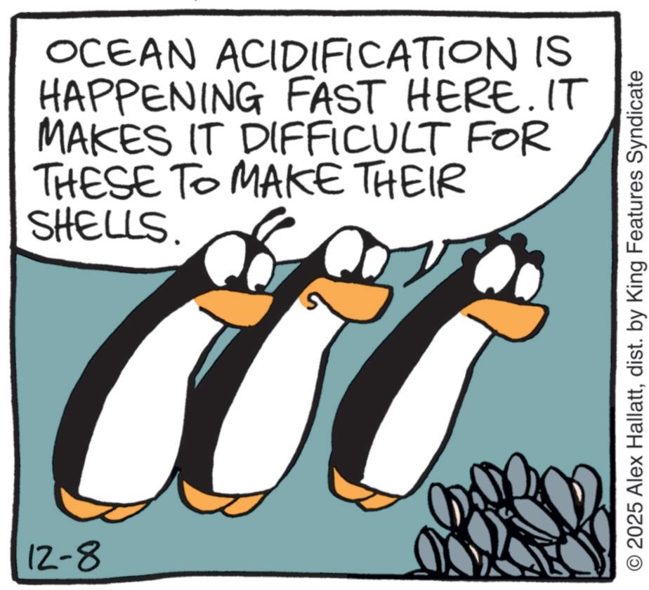 Photo caption OCR: 12-8 OCEAN ACIDIFICATION IS HAPPENING FAST HERE. IT MAKES IT DIFFICULT FOR THESE TO MAKE THEIR SHELLS. © 2025 Alex Hallattdist. by King Features Syndicate 12-8 OCEAN ACIDIFICATION IS HAPPENING FAST HERE . IT MAKES IT DIFFICULT FOR THESE TO MAKE THEIR SHELLS . © 2025 Alex Hallattdist . by King Features Syndicate