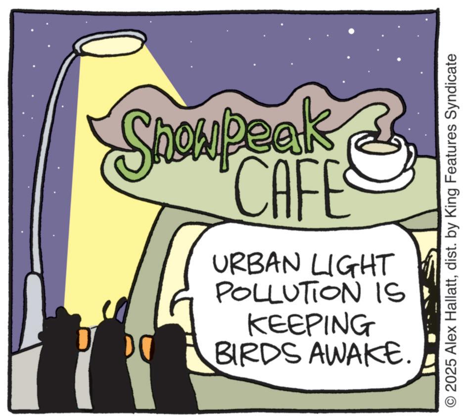 OCR: Showpeak CAFE D DO URBAN LIGHT POLLUTION IS KEEPING BIRDS AWAKE. © 2025 Alex Hallattdist. by King Features Syndicate Showpeak CAFE D DO URBAN LIGHT POLLUTION IS KEEPING BIRDS AWAKE . © 2025 Alex Hallattdist . by King Features Syndicate