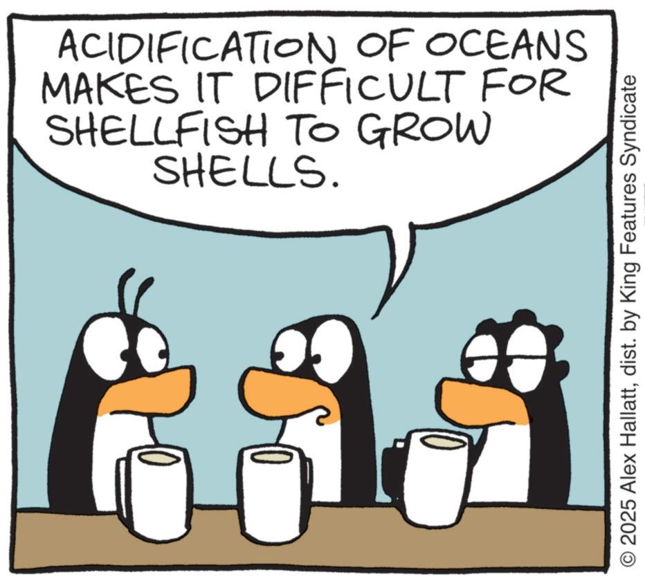 Fiction OCR: ACIDIFICATION OF OCEANS MAKES IT DIFFICULT FOR SHELLFISH TO GROW SHELLS. O 2025 Alex Hallattdist. by King Features Syndicate ACIDIFICATION OF OCEANS MAKES IT DIFFICULT FOR SHELLFISH TO GROW SHELLS . O 2025 Alex Hallattdist . by King Features Syndicate