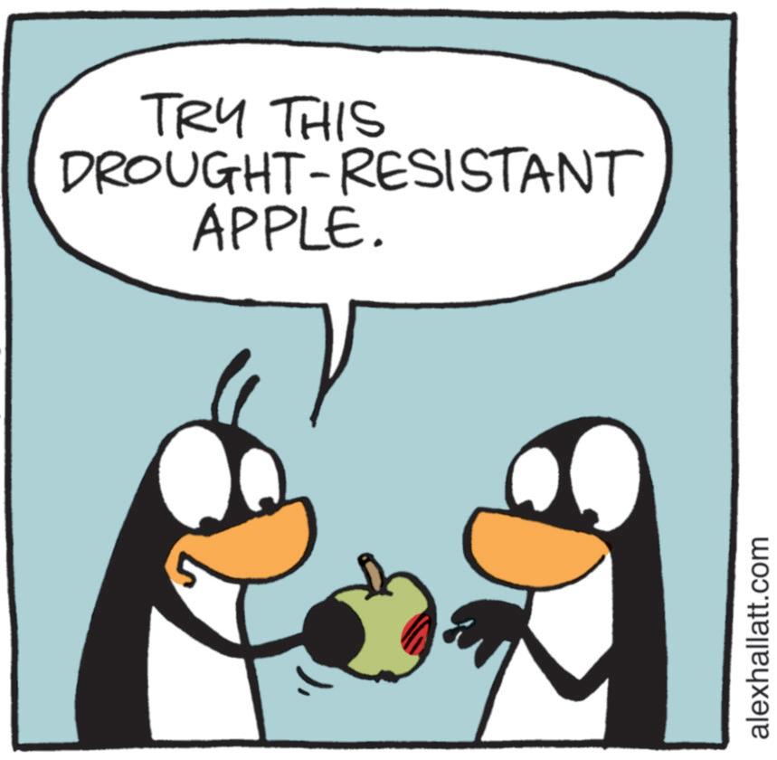 Graphics OCR: TRY THIS DROUGHT-RESISTANT APPLE. alexhallatt.com TRY THIS DROUGHT - RESISTANT APPLE . alexhallatt.com