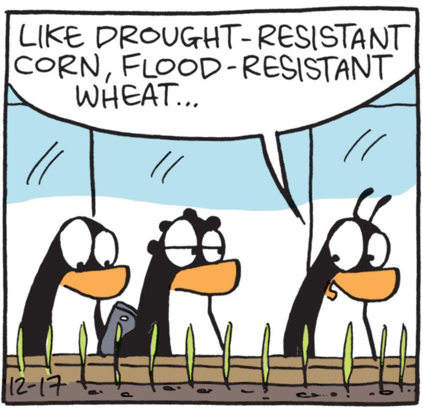 Fiction OCR: LIKE DROUGHT-RESISTANT CORNFLOOD-RESISTANT WHEAT... 12-17 £ LIKE DROUGHT - RESISTANT CORNFLOOD - RESISTANT WHEAT ... 12-17 £
