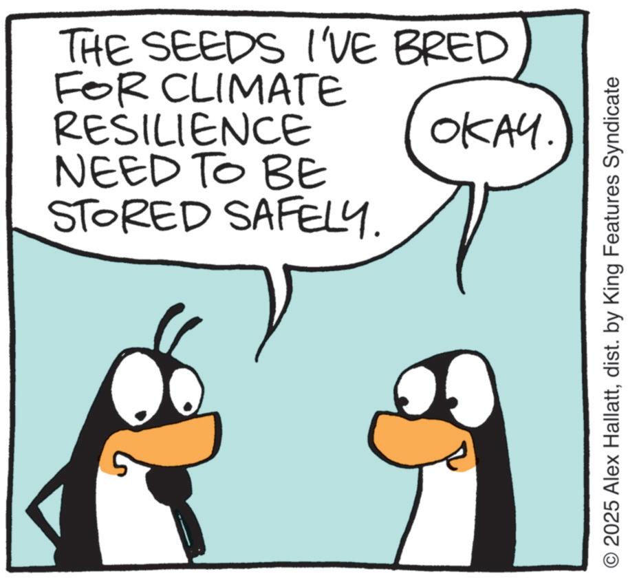 Photo caption OCR: ????. THE SEEDS I'VE BRED FOR CLIMATE RESILIENCE NEED TO BE STORED SAFELY. © 2025 Alex Hallattdist. by King Features Syndicate ???? . THE SEEDS I'VE BRED FOR CLIMATE RESILIENCE NEED TO BE STORED SAFELY . © 2025 Alex Hallattdist . by King Features Syndicate