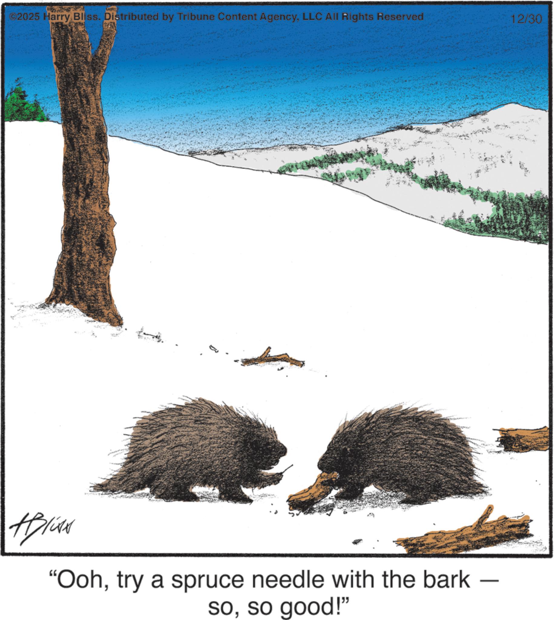 Conifers OCR: ©2025 Harry Bliss. Distributed by Tribune Content AgencyLLC All Rights Reserved Alise "Oohtry a spruce needle with the bark soso good!" - 12/30 © 2025 Harry Bliss . Distributed by Tribune Content AgencyLLC All Rights Reserved Alise " Oohtry a spruce needle with the bark soso good ! " - 12/30