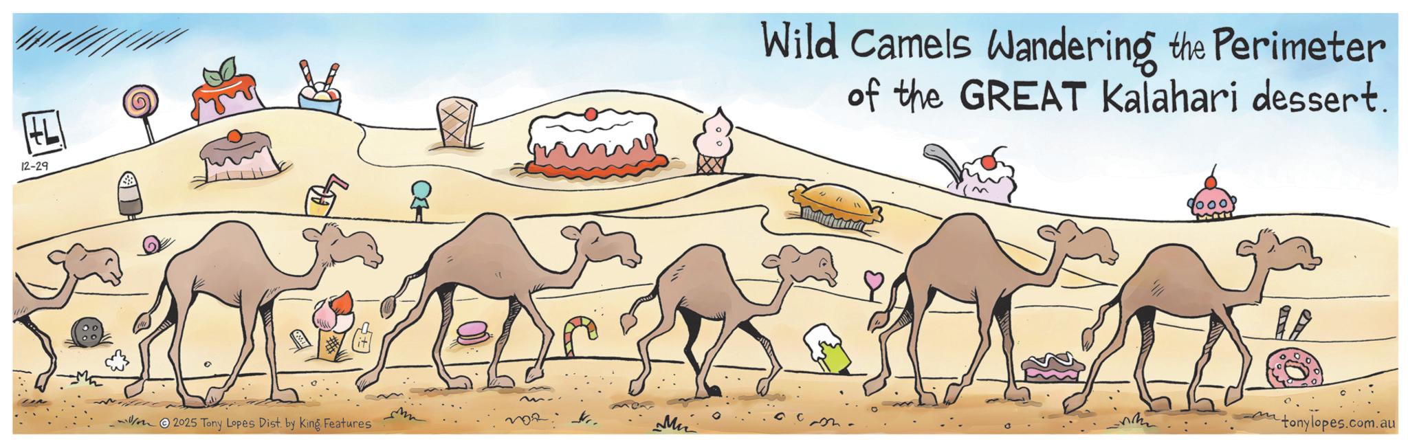 Animation OCR: 12-29 C 2025 Tony Lopes Dist. by King Features Wild Camels Wandering the Perimeter of the GREAT Kalahari dessert. tonylopes.com.au 12-29 C 2025 Tony Lopes Dist . by King Features Wild Camels Wandering the Perimeter of the GREAT Kalahari dessert . tonylopes.com.au