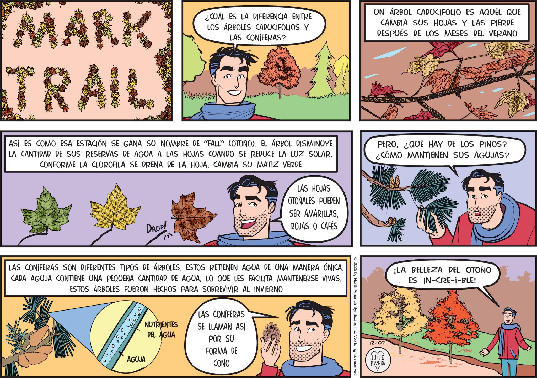 Fictional character OCR: MARK TRAIL ¿CUÁL ES LA DIFERENCIA ENTRE LOS ÁRBOLES CADUCIFOLIOS Y LAS CONIFERAS?. wwwm. UN ÁRBOL CADUCIFOLIO ES AQUEL QUE CAMBIA SUS HOJAS Y LAS PIERDE DESPUÉS DE LOS MESES DEL VERANO ASÍ ES COMO ESA ESTACIÓN SE GANA SU NOMBRE DE "FALL" (OTOÑO). EL ÁRBOL DISMINUYE LA CANTIDAD DE SUS RESERVAS DE AGUA A LAS HOJAS CUANDO SE REDUCE LA LUZ SOLAR. CONFORME LA CLOROFILA SE DRENA DE LA HOJACAMBIA SU MATIZ VERDE LAS HOJAS OTONALES PUEDEN SER AMARILLASROJAS O CAFÉS PERO¿QUÉ HAY DE LOS PINOS? ¿CÓMO MANTIENEN SUS AGUJAS? 2025 by North America SyndicateInc. World rights reserved. DROP! LAS CONÍFERAS SON DIFERENTES TIPOS DE ÁRBOLES. ESTOS RETIENEN AGUA DE UNA MANERA ÚNICA. CADA AGUJA CONTIENE UNA PEQUEÑA CANTIDAD DE AGUALO QUE LES FACILITA MANTENERSE VIVAS. ESTOS ÁRBOLES FUERON HECHOS PARA SOBREVIVIR AL INVIERNO 0 AGUJA NUTRIENTES DEL AGUA LAS CONIFERAS SE LLAMAN ASÍ POR SU FORMA DE CONO ¡LA BELLEZA DEL OTOÑO ES IN-CRE-I-BLE! 12-07 JULES RIVERA MARK TRAIL ¿ CUÁL ES LA DIFERENCIA ENTRE LOS ÁRBOLES CADUCIFOLIOS Y LAS CONIFERAS ?. wwwm . UN ÁRBOL CADUCIFOLIO ES AQUEL QUE CAMBIA SUS HOJAS Y LAS PIERDE DESPUÉS DE LOS MESES DEL VERANO ASÍ ES COMO ESA ESTACIÓN SE GANA SU NOMBRE DE " FALL " ( OTOÑO ) . EL ÁRBOL DISMINUYE LA CANTIDAD DE SUS RESERVAS DE AGUA A LAS HOJAS CUANDO SE REDUCE LA LUZ SOLAR . CONFORME LA CLOROFILA SE DRENA DE LA HOJACAMBIA SU MATIZ VERDE LAS HOJAS OTONALES PUEDEN SER AMARILLASROJAS O CAFÉS PERO¿ QUÉ HAY DE LOS PINOS ? ¿ CÓMO MANTIENEN SUS AGUJAS ? 2025 by North America SyndicateInc. World rights reserved . DROP ! LAS CONÍFERAS SON DIFERENTES TIPOS DE ÁRBOLES . ESTOS RETIENEN AGUA DE UNA MANERA ÚNICA . CADA AGUJA CONTIENE UNA PEQUEÑA CANTIDAD DE AGUALO QUE LES FACILITA MANTENERSE VIVAS . ESTOS ÁRBOLES FUERON HECHOS PARA SOBREVIVIR AL INVIERNO 0 AGUJA NUTRIENTES DEL AGUA LAS CONIFERAS SE LLAMAN ASÍ POR SU FORMA DE CONO ¡ LA BELLEZA DEL OTOÑO ES IN - CRE - I - BLE ! 12-07 JULES RIVERA
