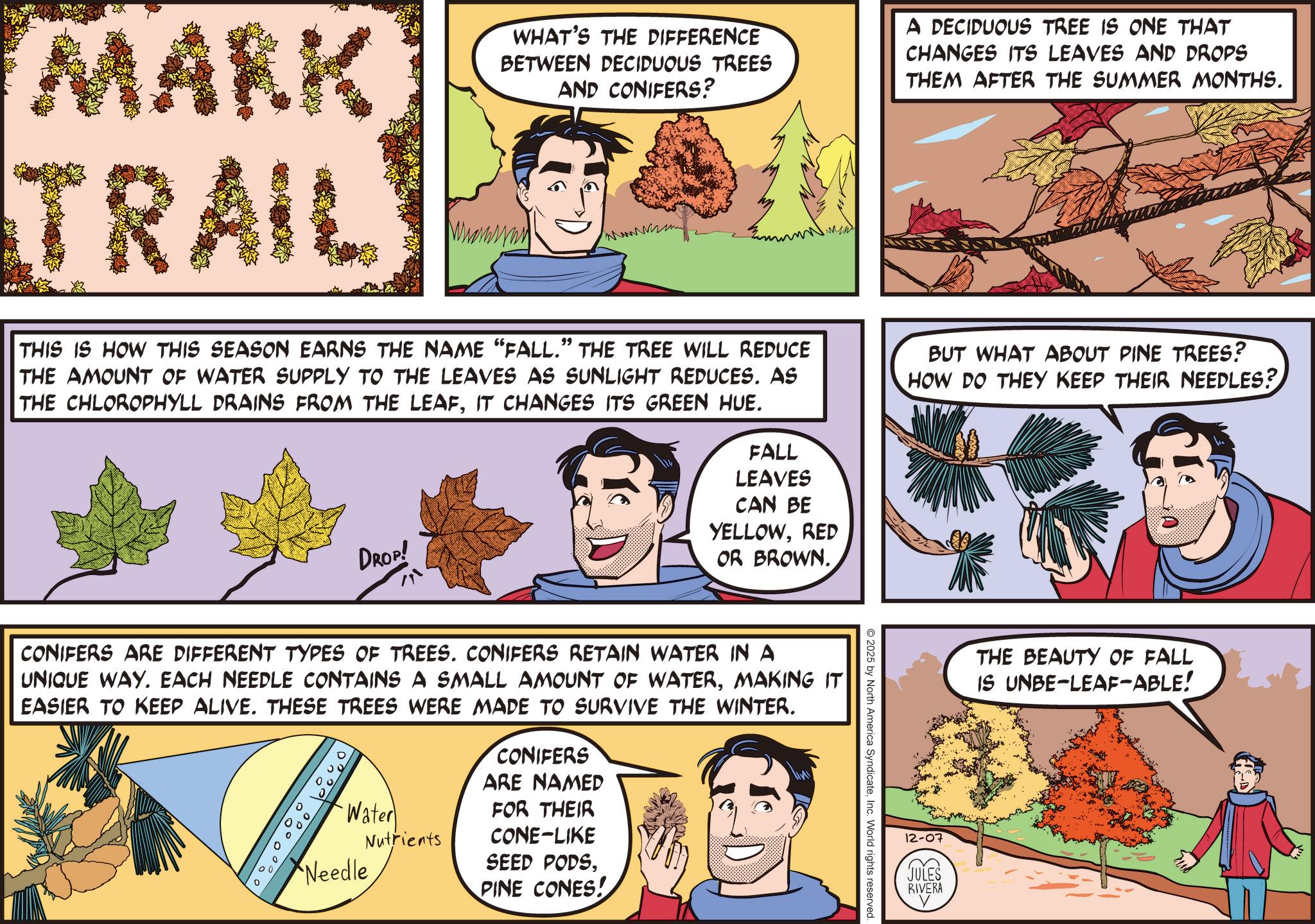 Fictional character OCR: MARK TRAIL WHAT'S THE DIFFERENCE BETWEEN DECIDUOUS TREES AND CONIFERS? Wransynn THIS IS HOW THIS SEASON EARNS THE NAME "FALL." THE TREE WILL REDUCE THE AMOUNT OF WATER SUPPLY TO THE LEAVES AS SUNLIGHT REDUCES. AS THE CHLOROPHYLL DRAINS FROM THE LEAFIT CHANGES ITS GREEN HUE. DROP! FALL LEAVES CAN BE YELLOWRED OR BROWN. A DECIDUOUS TREE IS ONE THAT CHANGES ITS LEAVES AND DROPS THEM AFTER THE SUMMER MONTHS. BUT WHAT ABOUT PINE TREES? HOW DO THEY KEEP THEIR NEEDLES? 2025 by North America SyndicateInc. World rights reserved CONIFERS ARE DIFFERENT TYPES OF TREES. CONIFERS RETAIN WATER IN A UNIQUE WAY. EACH NEEDLE CONTAINS A SMALL AMOUNT OF WATERMAKING IT EASIER TO KEEP ALIVE. THESE TREES WERE MADE TO SURVIVE THE WINTER. Water Nutrients *Needle CONIFERS ARE NAMED FOR THEIR CONE-LIKE SEED PODSPINE CONES! THE BEAUTY OF FALL IS UNBE-LEAF-ABLE! 12-07 JULES RIVERA MARK TRAIL WHAT'S THE DIFFERENCE BETWEEN DECIDUOUS TREES AND CONIFERS ? Wransynn THIS IS HOW THIS SEASON EARNS THE NAME " FALL . " THE TREE WILL REDUCE THE AMOUNT OF WATER SUPPLY TO THE LEAVES AS SUNLIGHT REDUCES . AS THE CHLOROPHYLL DRAINS FROM THE LEAFIT CHANGES ITS GREEN HUE . DROP ! FALL LEAVES CAN BE YELLOWRED OR BROWN . A DECIDUOUS TREE IS ONE THAT CHANGES ITS LEAVES AND DROPS THEM AFTER THE SUMMER MONTHS . BUT WHAT ABOUT PINE TREES ? HOW DO THEY KEEP THEIR NEEDLES ? 2025 by North America SyndicateInc. World rights reserved CONIFERS ARE DIFFERENT TYPES OF TREES . CONIFERS RETAIN WATER IN A UNIQUE WAY . EACH NEEDLE CONTAINS A SMALL AMOUNT OF WATERMAKING IT EASIER TO KEEP ALIVE . THESE TREES WERE MADE TO SURVIVE THE WINTER . Water Nutrients * Needle CONIFERS ARE NAMED FOR THEIR CONE - LIKE SEED PODSPINE CONES ! THE BEAUTY OF FALL IS UNBE - LEAF - ABLE ! 12-07 JULES RIVERA
