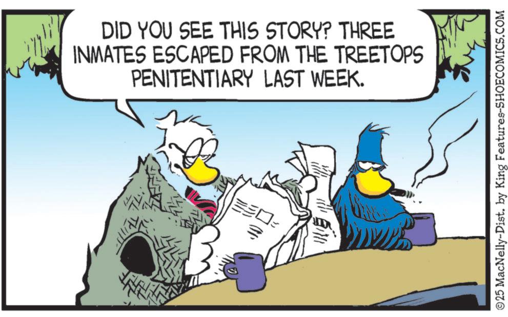Comics OCR: DID YOU SEE THIS STORY? THREE INMATES ESCAPED FROM THE TREETOPS PENITENTIARY LAST WEEK. ??? Or ©25 MacNelly-Dist. by King Features-SHOECOMICS.COM DID YOU SEE THIS STORY ? THREE INMATES ESCAPED FROM THE TREETOPS PENITENTIARY LAST WEEK . ??? Or © 25 MacNelly - Dist . by King Features-SHOECOMICS.COM
