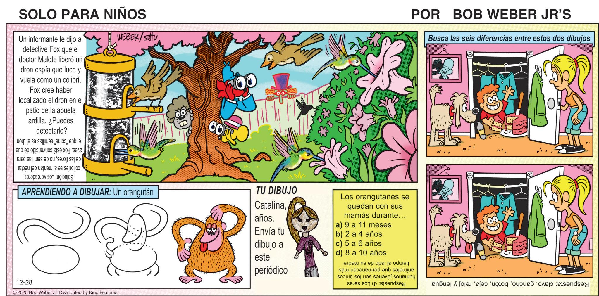 Publication OCR: SOLO PARA NIÑOS Un informante le dijo al detective Fox que el doctor Malote liberó un dron espía que luce y vuela como un colibrí. Fox cree haber localizado el dron en el patio de la abuela ardilla. ¿Puedes detectarlo? WEBER/SU el que "come" semillas es el dron aves. Fox está convencido de que de las floresno de semillas para colibríes se alimentan del néctar Solución: Los verdaderos APRENDIENDO A DIBUJAR: Un orangután M 12-28 2025 Bob Weber Jr. Distributed by King Features. TU DIBUJO Catalinaaños. Los orangutanes se quedan con sus mamás durante... a) 9 a 11 meses Envía tu b) 2 a 4 años dibujo a c) 5 a 6 años este d) 8 a 10 años periódico POR BOB WEBER JR'S Busca las seis diferencias entre estos dos dibujos Respuesta: clavoreloj y lengua tiempo al lado de su madre animales que permanecen más humanos jóvenes son los únicos Respuesta: d) Los seres SOLO PARA NIÑOS Un informante le dijo al detective Fox que el doctor Malote liberó un dron espía que luce y vuela como un colibrí . Fox cree haber localizado el dron en el patio de la abuela ardilla . ¿ Puedes detectarlo ? WEBER / SU el que " come " semillas es el dron aves . Fox está convencido de que de las floresno de semillas para colibríes se alimentan del néctar Solución : Los verdaderos APRENDIENDO A DIBUJAR : Un orangután M 12-28 2025 Bob Weber Jr. Distributed by King Features . TU DIBUJO Catalinaaños . Los orangutanes se quedan con sus mamás durante ... a ) 9 a 11 meses Envía tu b ) 2 a 4 años dibujo a c ) 5 a 6 años este d ) 8 a 10 años periódico POR BOB WEBER JR'S Busca las seis diferencias entre estos dos dibujos Respuesta : clavoreloj y lengua tiempo al lado de su madre animales que permanecen más humanos jóvenes son los únicos Respuesta : d ) Los seres