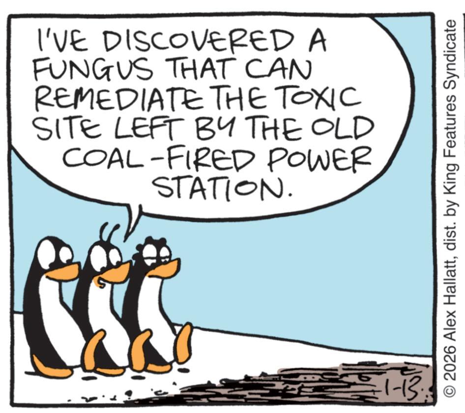 Photo caption OCR: I'VE DISCOVERED A FUNGUS THAT CAN REMEDIATE THE TOXIC SITE LEFT BY THE OLD COAL-FIRED POWER STATION. +1-13. © 2026 Alex Hallattdist. by King Features Syndicate I'VE DISCOVERED A FUNGUS THAT CAN REMEDIATE THE TOXIC SITE LEFT BY THE OLD COAL - FIRED POWER STATION . + 1-13 . © 2026 Alex Hallattdist . by King Features Syndicate
