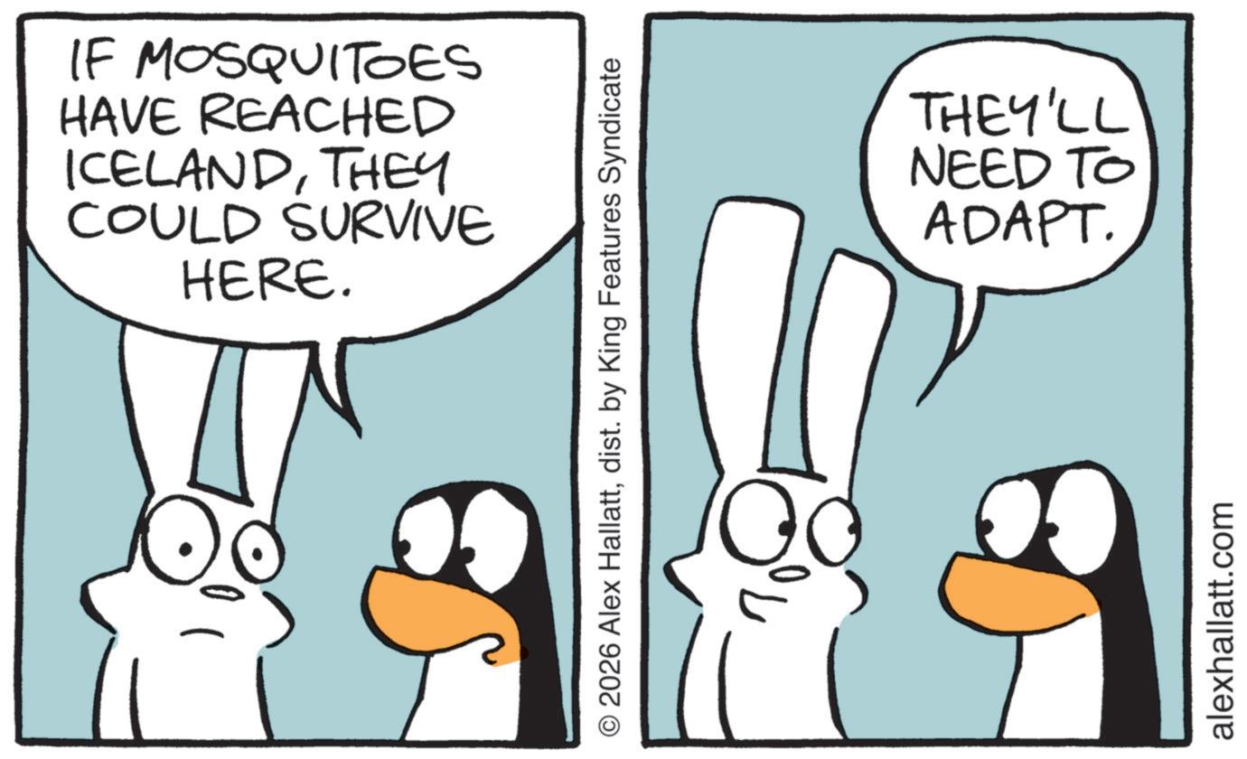 Comics OCR: IF MOSQUITOES HAVE REACHED ICELANDTHEY COULD SURVIVE HERE. © 2026 Alex Hallattdist. by King Features Syndicate THEY'LL NEED TO ADAPT. alexhallatt.com IF MOSQUITOES HAVE REACHED ICELANDTHEY COULD SURVIVE HERE . © 2026 Alex Hallattdist . by King Features Syndicate THEY'LL NEED TO ADAPT . alexhallatt.com