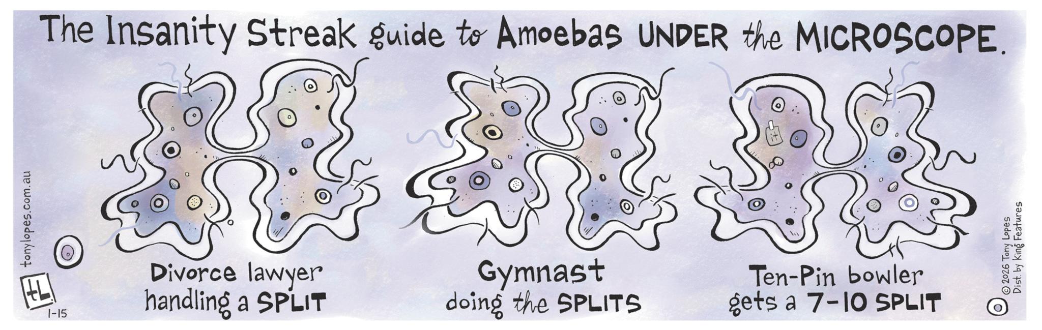 Science OCR: tonylopes.com.au The Insanity Streak guide to Amoebas UNDER the MICROSCOPE. 1-15 Divorce lawyer handling a SPLIT Gymnast doing the SPLITS Ten-Pin bowler gets a 7-10 SPLIT 2026 Tony Lopes Dist. by King Features tonylopes.com.au The Insanity Streak guide to Amoebas UNDER the MICROSCOPE . 1-15 Divorce lawyer handling a SPLIT Gymnast doing the SPLITS Ten - Pin bowler gets a 7-10 SPLIT 2026 Tony Lopes Dist . by King Features