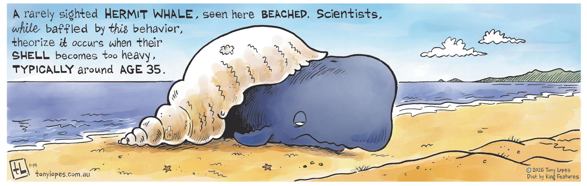 Graphics OCR: A rarely sighted HERMIT WHALEtheorize it occurs when their SHELL becomes too heavyTYPICALLY around AGE 35. ???? mm 1-19 tonylopes.com.au * ??? 2026 Tony Lopes Dist. by King Features A rarely sighted HERMIT WHALEseen here BEACHED . Scientistswhile baffled by this behaviortheorize it occurs when their SHELL becomes too heavyTYPICALLY around AGE 35 . ???? mm 1-19 tonylopes.com.au * ??? 2026 Tony Lopes Dist . by King Features