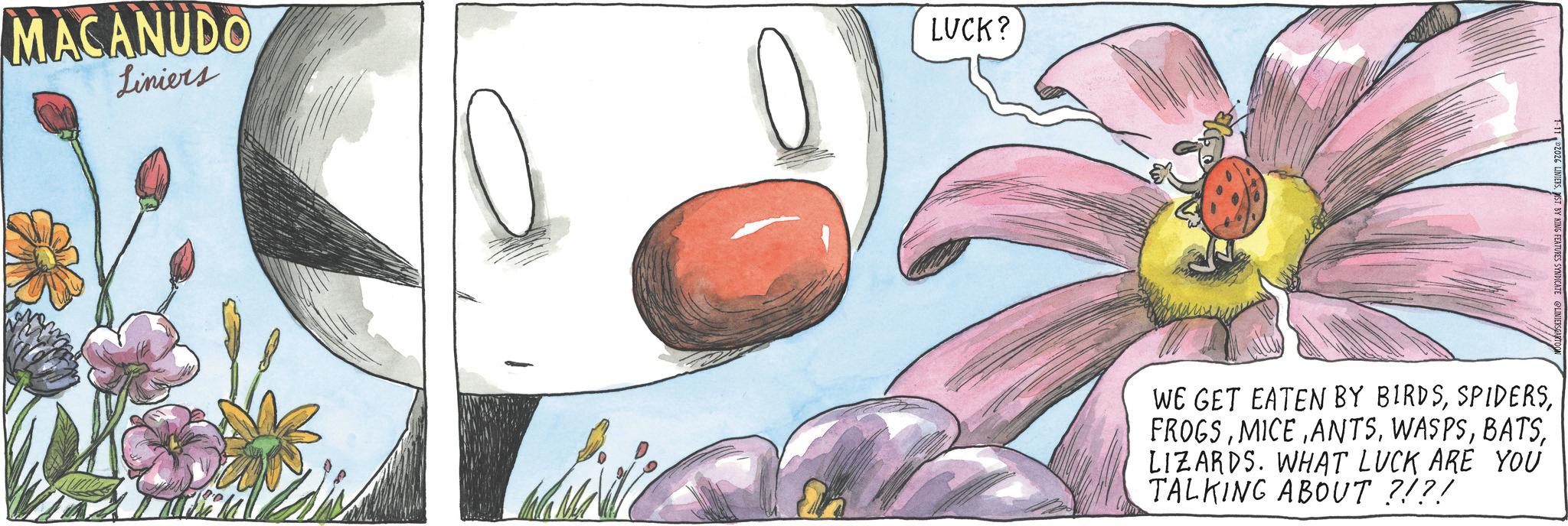 Animated cartoon OCR: MACANUDO Liniers LUCK? WE GET EATEN BY BIRDSLIZARDS. WHAT LUCK ARE YOU TALKING ABOUT ?!?! MACANUDO Liniers LUCK ? WE GET EATEN BY BIRDSLIZARDS . WHAT LUCK ARE YOU TALKING ABOUT ? ! ? !