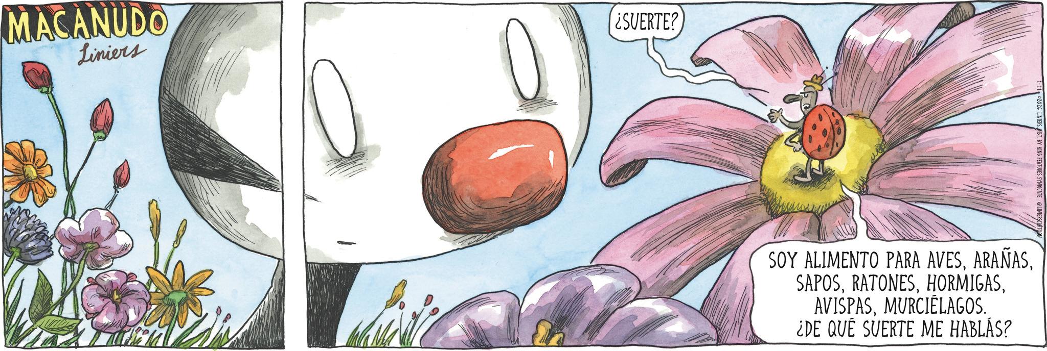 Fictional character OCR: MACANUDO Liniers ¿SVERTE? SOY ALIMENTO PARA AVESMURCIÉLAGOS. ¿DE QUÉ SUERTE ME HABLÁS? MACANUDO Liniers ¿ SVERTE ? SOY ALIMENTO PARA AVESMURCIÉLAGOS . ¿ DE QUÉ SUERTE ME HABLÁS ?