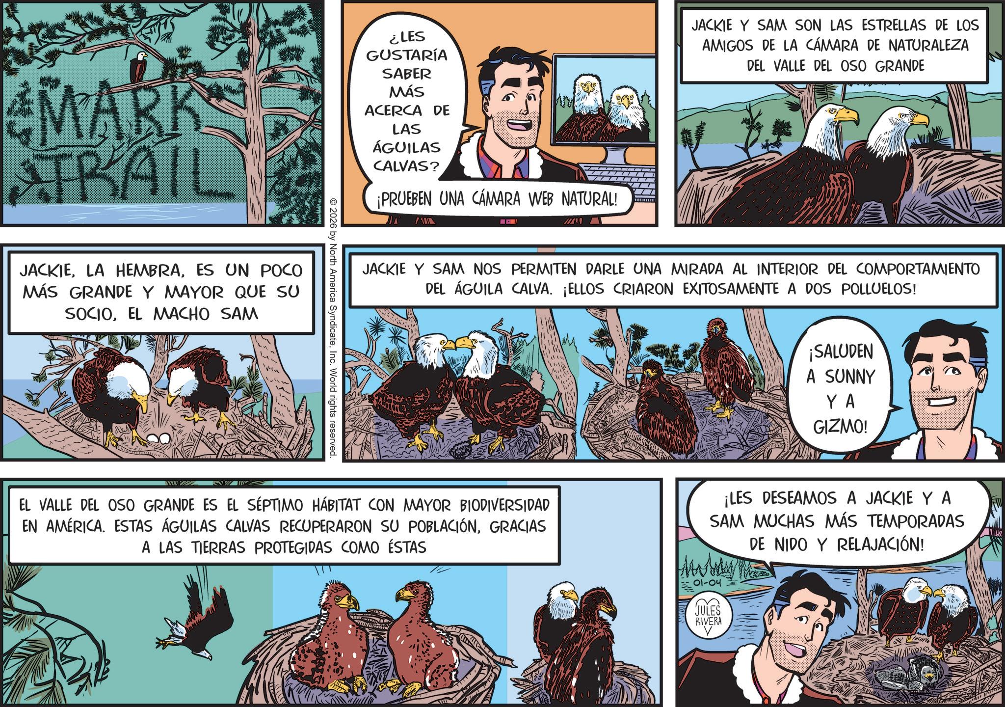 Fictional character OCR: 4MARK ATRAIL JACKIEES UN POCO MÁS GRANDE Y MAYOR QUE SU SOCIOEL MACHO SAM ¿LES GUSTARÍA SABER MÁS ACERCA DE LAS ÁGUILAS CALVAS? ¡PRUEBEN UNA CÁMARA WEB NATURAL! 2026 by North America SyndicateInc. World rights reserved. www JACKIE Y SAM SON LAS ESTRELLAS DE LOS AMIGOS DE LA CÁMARA DE NATURALEZA DEL VALLE DEL OSO GRANDE JACKIE Y SAM NOS PERMITEN DARLE UNA MIRADA AL INTERIOR DEL COMPORTAMIENTO DEL ÁGUILA CALVA. ¡ELLOS CRIARON EXITOSAMENTE A DOS POLLUELOS! EL VALLE DEL OSO GRANDE ES EL SÉPTIMO HÁBITAT CON MAYOR BIODIVERSIDAD EN AMÉRICA. ESTAS ÁGUILAS CALVAS RECUPERARON SU POBLACIÓNGRACIAS A LAS TIERRAS PROTEGIDAS COMO ÉSTAS ¡SALUDEN A SUNNY YA GIZMO! ¡LES DESEAMOS A JACKIE Y A SAM MUCHAS MÁS TEMPORADAS DE NIDO Y RELAJACIÓN! 01-04 JULES RIVERA 4MARK ATRAIL JACKIELA HEMBRAES UN POCO MÁS GRANDE Y MAYOR QUE SU SOCIOEL MACHO SAM ¿ LES GUSTARÍA SABER MÁS ACERCA DE LAS ÁGUILAS CALVAS ? ¡ PRUEBEN UNA CÁMARA WEB NATURAL ! 2026 by North America SyndicateInc. World rights reserved . www JACKIE Y SAM SON LAS ESTRELLAS DE LOS AMIGOS DE LA CÁMARA DE NATURALEZA DEL VALLE DEL OSO GRANDE JACKIE Y SAM NOS PERMITEN DARLE UNA MIRADA AL INTERIOR DEL COMPORTAMIENTO DEL ÁGUILA CALVA . ¡ ELLOS CRIARON EXITOSAMENTE A DOS POLLUELOS ! EL VALLE DEL OSO GRANDE ES EL SÉPTIMO HÁBITAT CON MAYOR BIODIVERSIDAD EN AMÉRICA . ESTAS ÁGUILAS CALVAS RECUPERARON SU POBLACIÓNGRACIAS A LAS TIERRAS PROTEGIDAS COMO ÉSTAS ¡ SALUDEN A SUNNY YA GIZMO ! ¡ LES DESEAMOS A JACKIE Y A SAM MUCHAS MÁS TEMPORADAS DE NIDO Y RELAJACIÓN ! 01-04 JULES RIVERA