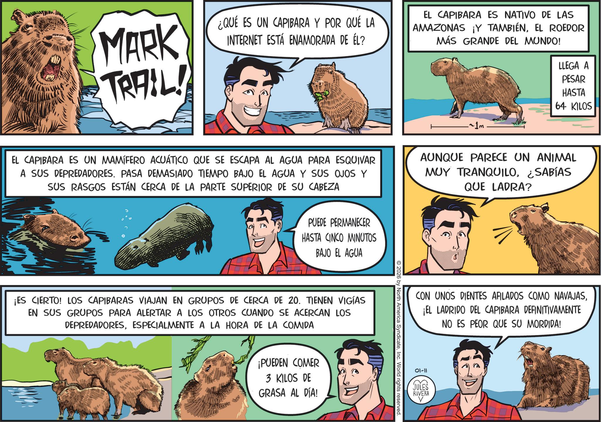 Bear OCR: MARK TRAIL! ¿QUE ES UN CAPIBARA Y POR QUÉ LA INTERNET ESTÁ ENAMORADA DE ÉL? EL CAPIBARA ES NATIVO DE LAS AMAZONAS ¡Y TAMBIÉNEL ROEDOR MÁS GRANDE DEL MUNDO! ~1m LLEGA A PESAR HASTA 64 KILOS EL CAPIBARA ES UN MAMÍFERO ACUÁTICO QUE SE ESCAPA AL AGUA PARA ESQUIVAR A SUS DEPREDADORES. PASA DEMASIADO TIEMPO BAJO EL AGUA Y SUS OJOS Y SUS RASGOS ESTÁN CERCA DE LA PARTE SUPERIOR DE SU CABEZA PUEDE PERMANECER HASTA CINCO MINUTOS BAJO EL AGUA AUNQUE PARECE UN ANIMAL MUY TRANQUILO¿SABÍAS QUE LADRA? ¡ES CIERTO! LOS CAPIBARAS VIAJAN EN GRUPOS DE CERCA DE 20. TIENEN VIGÍAS EN SUS GRUPOS PARA ALERTAR A LOS OTROS CUANDO SE ACERCAN LOS DEPREDADORESESPECIALMENTE A LA HORA DE LA COMIDA ¡PUEDEN COMER 3 KILOS DE GRASA AL DÍA! © 2026 by North America SyndicateInc. World rights reserved. CON UNOS DIENTES AFILADOS COMO NAVAJAS¡EL LADRIDO DEL CAPIBARA DEFINITIVAMENTE NO ES PEOR QUE SU MORDIDA! 01-11 JULES RIVERA MARK TRAIL ! ¿ QUE ES UN CAPIBARA Y POR QUÉ LA INTERNET ESTÁ ENAMORADA DE ÉL ? EL CAPIBARA ES NATIVO DE LAS AMAZONAS ¡ Y TAMBIÉNEL ROEDOR MÁS GRANDE DEL MUNDO ! ~ 1m LLEGA A PESAR HASTA 64 KILOS EL CAPIBARA ES UN MAMÍFERO ACUÁTICO QUE SE ESCAPA AL AGUA PARA ESQUIVAR A SUS DEPREDADORES . PASA DEMASIADO TIEMPO BAJO EL AGUA Y SUS OJOS Y SUS RASGOS ESTÁN CERCA DE LA PARTE SUPERIOR DE SU CABEZA PUEDE PERMANECER HASTA CINCO MINUTOS BAJO EL AGUA AUNQUE PARECE UN ANIMAL MUY TRANQUILO¿ SABÍAS QUE LADRA ? ¡ ES CIERTO ! LOS CAPIBARAS VIAJAN EN GRUPOS DE CERCA DE 20. TIENEN VIGÍAS EN SUS GRUPOS PARA ALERTAR A LOS OTROS CUANDO SE ACERCAN LOS DEPREDADORESESPECIALMENTE A LA HORA DE LA COMIDA ¡ PUEDEN COMER 3 KILOS DE GRASA AL DÍA ! © 2026 by North America SyndicateInc. World rights reserved . CON UNOS DIENTES AFILADOS COMO NAVAJAS¡ EL LADRIDO DEL CAPIBARA DEFINITIVAMENTE NO ES PEOR QUE SU MORDIDA ! 01-11 JULES RIVERA