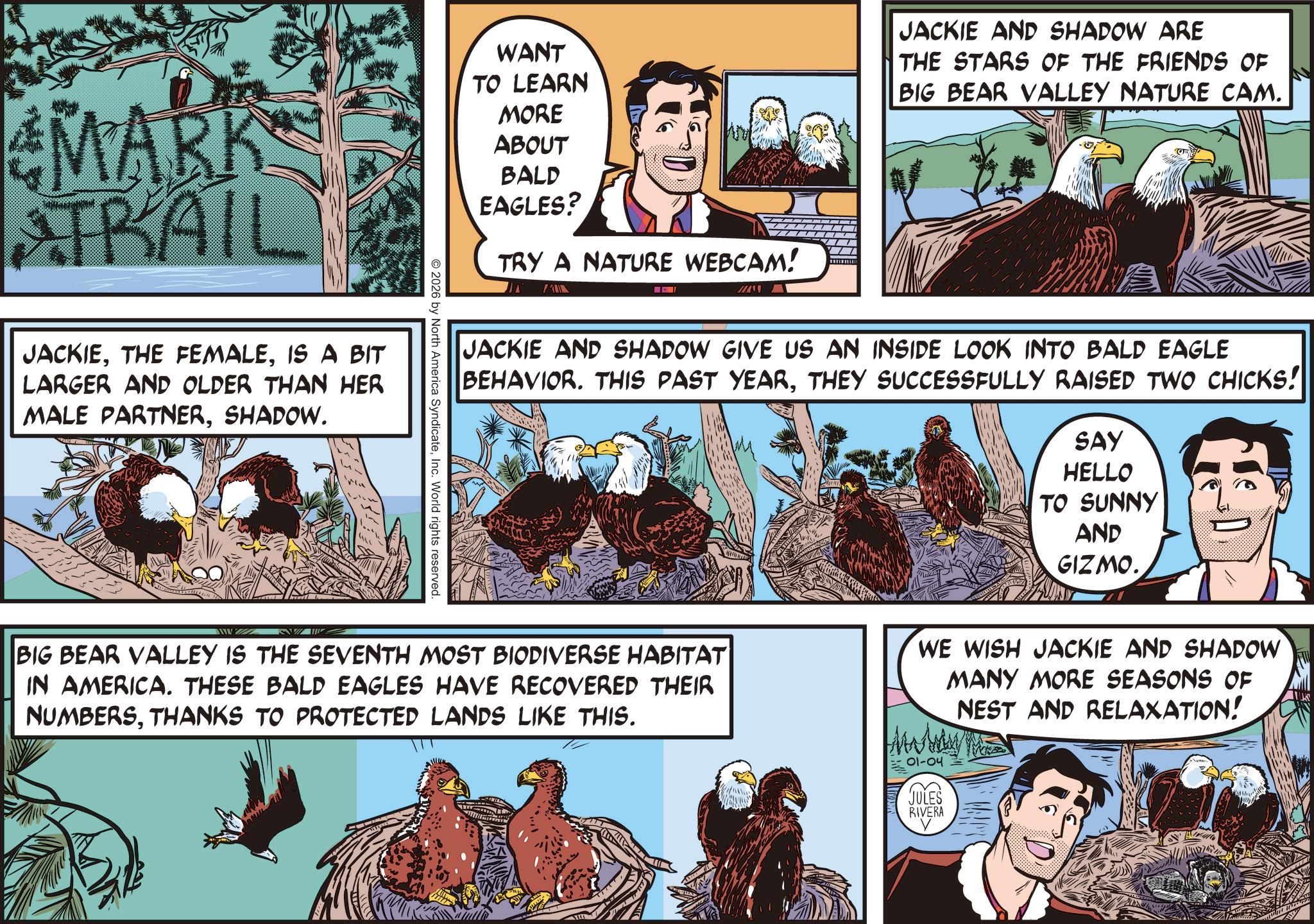 Comic book OCR: MARK ATRAIL WANT TO LEARN MORE ABOUT BALD EAGLES? TRY A NATURE WEBCAM! M JACKIEIS A BIT LARGER AND OLDER THAN HER MALE PARTNERSHADOW. JACKIE AND SHADOW ARE THE STARS OF THE FRIENDS OF BIG BEAR VALLEY NATURE CAM. JACKIE AND SHADOW GIVE US AN INSIDE LOOK INTO BALD EAGLE BEHAVIOR. THIS PAST YEARTHEY SUCCESSFULLY RAISED TWO CHICKS! SAY HELLO TO SUNNY AND GIZMO. 2026 by North America SyndicateInc. World rights reserved. BIG BEAR VALLEY IS THE SEVENTH MOST BIODIVERSE HABITAT IN AMERICA. THESE BALD EAGLES HAVE RECOVERED THEIR NUMBERSTHANKS TO PROTECTED LANDS LIKE THIS. WE WISH JACKIE AND SHADOW MANY MORE SEASONS OF NEST AND RELAXATION! 01-04 JULES RIVERA MARK ATRAIL WANT TO LEARN MORE ABOUT BALD EAGLES ? TRY A NATURE WEBCAM ! M JACKIETHE FEMALEIS A BIT LARGER AND OLDER THAN HER MALE PARTNERSHADOW . JACKIE AND SHADOW ARE THE STARS OF THE FRIENDS OF BIG BEAR VALLEY NATURE CAM . JACKIE AND SHADOW GIVE US AN INSIDE LOOK INTO BALD EAGLE BEHAVIOR . THIS PAST YEARTHEY SUCCESSFULLY RAISED TWO CHICKS ! SAY HELLO TO SUNNY AND GIZMO . 2026 by North America SyndicateInc. World rights reserved . BIG BEAR VALLEY IS THE SEVENTH MOST BIODIVERSE HABITAT IN AMERICA . THESE BALD EAGLES HAVE RECOVERED THEIR NUMBERSTHANKS TO PROTECTED LANDS LIKE THIS . WE WISH JACKIE AND SHADOW MANY MORE SEASONS OF NEST AND RELAXATION ! 01-04 JULES RIVERA