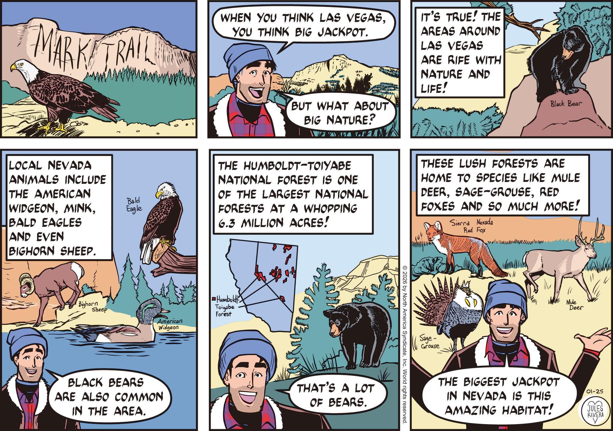 Brown bear OCR: MARK TRAIL WHEN YOU THINK LAS VEGASYOU THINK BIG JACKPOT. BUT WHAT ABOUT BIG NATURE? IT'S TRUE! THE AREAS AROUND LAS VEGAS ARE RIFE WITH NATURE AND LIFE! LOCAL NEVADA ANIMALS INCLUDE THE AMERICAN WIDGEONBald Eagle BALD EAGLES AND EVEN BIGHORN SHEEP. Bighorn Sheep American Widgeon BLACK BEARS ARE ALSO COMMON IN THE AREA. Black Bear THE HUMBOLDT-TOIYABE NATIONAL FOREST IS ONE OF THE LARGEST NATIONAL FORESTS AT A WHOPPING 6.3 MILLION ACRES! THESE LUSH FORESTS ARE HOME TO SPECIES LIKE MULE DEERRED FOXES AND SO MUCH MORE! Sierra Nevada Red Fox Humboldt Toiyabe Forest THAT'S A LOT OF BEARS. 2026 by North America SyndicateInc. World rights reserved. Sage- Grouse Mule Deer THE BIGGEST JACKPOT IN NEVADA IS THIS AMAZING HABITAT! 01-25 JULES RIVERA MARK TRAIL WHEN YOU THINK LAS VEGASYOU THINK BIG JACKPOT . BUT WHAT ABOUT BIG NATURE ? IT'S TRUE ! THE AREAS AROUND LAS VEGAS ARE RIFE WITH NATURE AND LIFE ! LOCAL NEVADA ANIMALS INCLUDE THE AMERICAN WIDGEONBald Eagle BALD EAGLES AND EVEN BIGHORN SHEEP . Bighorn Sheep American Widgeon BLACK BEARS ARE ALSO COMMON IN THE AREA . Black Bear THE HUMBOLDT - TOIYABE NATIONAL FOREST IS ONE OF THE LARGEST NATIONAL FORESTS AT A WHOPPING 6.3 MILLION ACRES ! THESE LUSH FORESTS ARE HOME TO SPECIES LIKE MULE DEERSAGE - GROUSERED FOXES AND SO MUCH MORE ! Sierra Nevada Red Fox Humboldt Toiyabe Forest THAT'S A LOT OF BEARS . 2026 by North America SyndicateInc. World rights reserved . Sage- Grouse Mule Deer THE BIGGEST JACKPOT IN NEVADA IS THIS AMAZING HABITAT ! 01-25 JULES RIVERA
