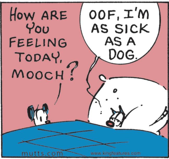 Animation OCR: How ARE You FEELING TODAYMOOCH? OOFI'M AS SICK AS A DOG. mutts.com www.kingfeatures.com How ARE You FEELING TODAYMOOCH ? OOFI'M AS SICK AS A DOG . mutts.com www.kingfeatures.com