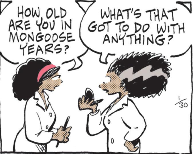 Animation OCR: HOW OLD ARE YOU IN MONGOOSE YEARS? WHAT'S THAT GOT TO DO WITH ANYTHING? 110 0 30 ? HOW OLD ARE YOU IN MONGOOSE YEARS ? WHAT'S THAT GOT TO DO WITH ANYTHING ? 110 0 30 ?
