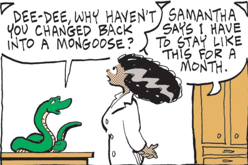 Fiction OCR: ? DEE-DEEWHY HAVEN'T SAMANTHA YOU CHANGED BACK INTO A MONGOOSE? SAYS I HAVE TO STAY LIKE THIS FOR A MONTH. 00 ? DEE - DEEWHY HAVEN'T SAMANTHA YOU CHANGED BACK INTO A MONGOOSE ? SAYS I HAVE TO STAY LIKE THIS FOR A MONTH . 00