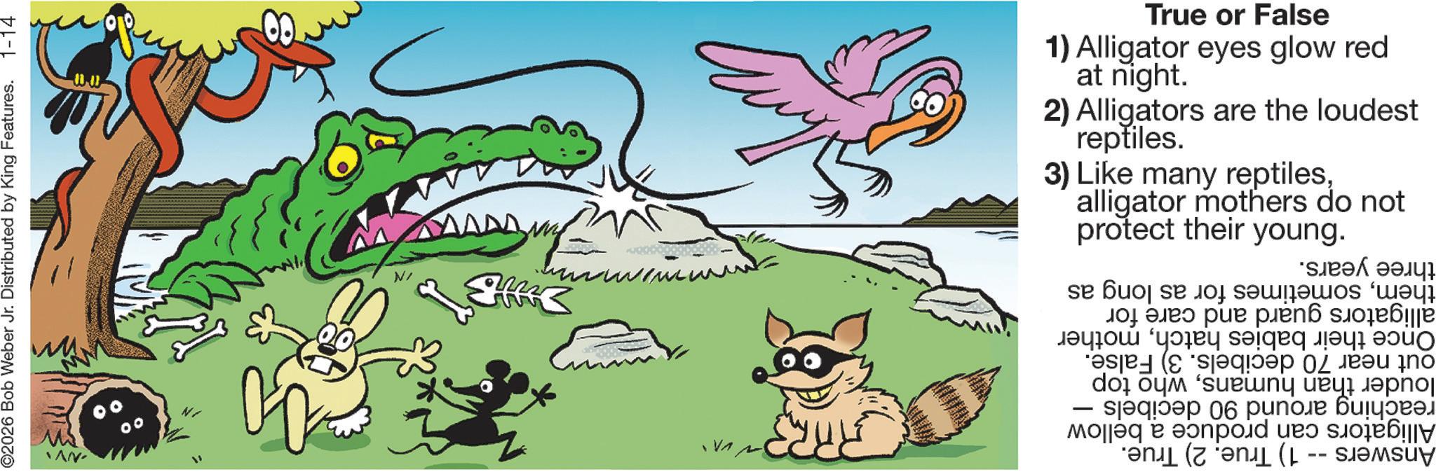 Crocodiles OCR: S for as long as -- Answers 1) True. 2) True. Alligators can produce a bellow reaching around 90 decibels louder than humanswho top out near 70 decibels. 3) False. Once their babies hatchmother alligators guard and care for themsometimes three years. 1) Alligator eyes glow red True or False at night. 2) Alligators are the loudest. reptiles. alligator mothers do not 3) Like many reptilesprotect their young. IN 00 00 -NVI ©2026 Bob Weber Jr. Distributed by King Features. 1-14 S for as long as -- Answers 1 ) True . 2 ) True . Alligators can produce a bellow reaching around 90 decibels louder than humanswho top out near 70 decibels . 3 ) False . Once their babies hatchmother alligators guard and care for themsometimes three years . 1 ) Alligator eyes glow red True or False at night . 2 ) Alligators are the loudest . reptiles . alligator mothers do not 3 ) Like many reptilesprotect their young . IN 00 00 -NVI © 2026 Bob Weber Jr. Distributed by King Features . 1-14