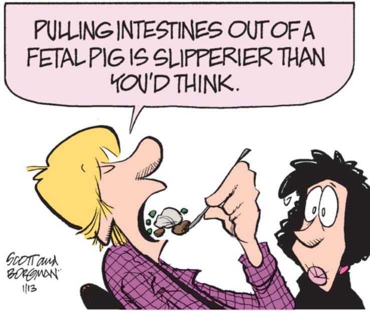 Animated cartoon OCR: PULLING INTESTINES OUT OF A FETAL PIG IS SLIPPERIER THAN YOU'D THINK. SCOTT and BORGMAN 1/13 PULLING INTESTINES OUT OF A FETAL PIG IS SLIPPERIER THAN YOU'D THINK . SCOTT and BORGMAN 1/13