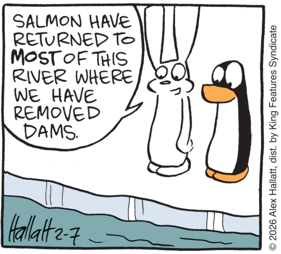 Fiction OCR: SALMON HAVE RETURNED TO MOST OF THIS RIVER WHERE WE HAVE REMOVED DAMS. Hallatt 2-7 -7- C © 2026 Alex Hallattdist. by King Features Syndicate SALMON HAVE RETURNED TO MOST OF THIS RIVER WHERE WE HAVE REMOVED DAMS . Hallatt 2-7 -7- C © 2026 Alex Hallattdist . by King Features Syndicate