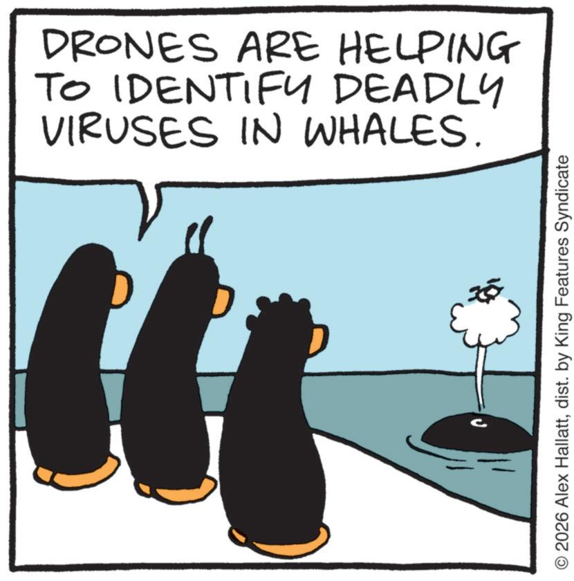 Photo caption OCR: DRONES ARE HELPING TO IDENTIFY DEADLY VIRUSES IN WHALES. c © 2026 Alex Hallattdist. by King Features Syndicate DRONES ARE HELPING TO IDENTIFY DEADLY VIRUSES IN WHALES . c © 2026 Alex Hallattdist . by King Features Syndicate
