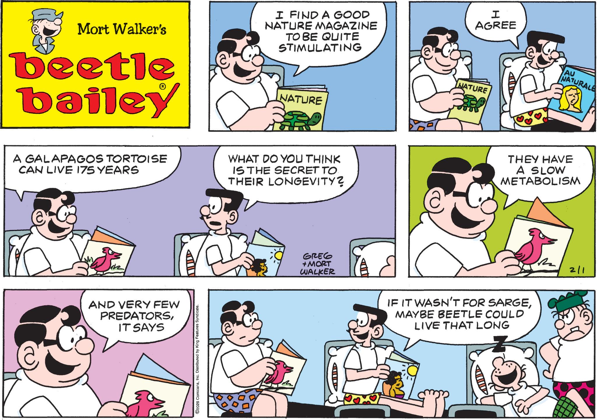 Comic book OCR: Mort Walker's beetle bailey I FIND A GOOD NATURE MAGAZINE TO BE QUITE STIMULATING NATURE I AGREE NATURE A GALAPAGOS TORTOISE CAN LIVE 175 YEARS WHAT DO YOU THINK IS THE SECRET TO THEIR LONGEVITY? AND VERY FEW PREDATORSIT SAYS ©2026 ComicanaInc. Distributed by King Features Syndicate. GREG + MORT WALKER AI AU NATURALE THEY HAVE A SLOW METABOLISM IF IT WASN'T FOR SARGEMAYBE BEETLE COULD LIVE THAT LONG 2/1 Mort Walker's beetle bailey I FIND A GOOD NATURE MAGAZINE TO BE QUITE STIMULATING NATURE I AGREE NATURE A GALAPAGOS TORTOISE CAN LIVE 175 YEARS WHAT DO YOU THINK IS THE SECRET TO THEIR LONGEVITY ? AND VERY FEW PREDATORSIT SAYS © 2026 ComicanaInc. Distributed by King Features Syndicate . GREG + MORT WALKER AI AU NATURALE THEY HAVE A SLOW METABOLISM IF IT WASN'T FOR SARGEMAYBE BEETLE COULD LIVE THAT LONG 2/1
