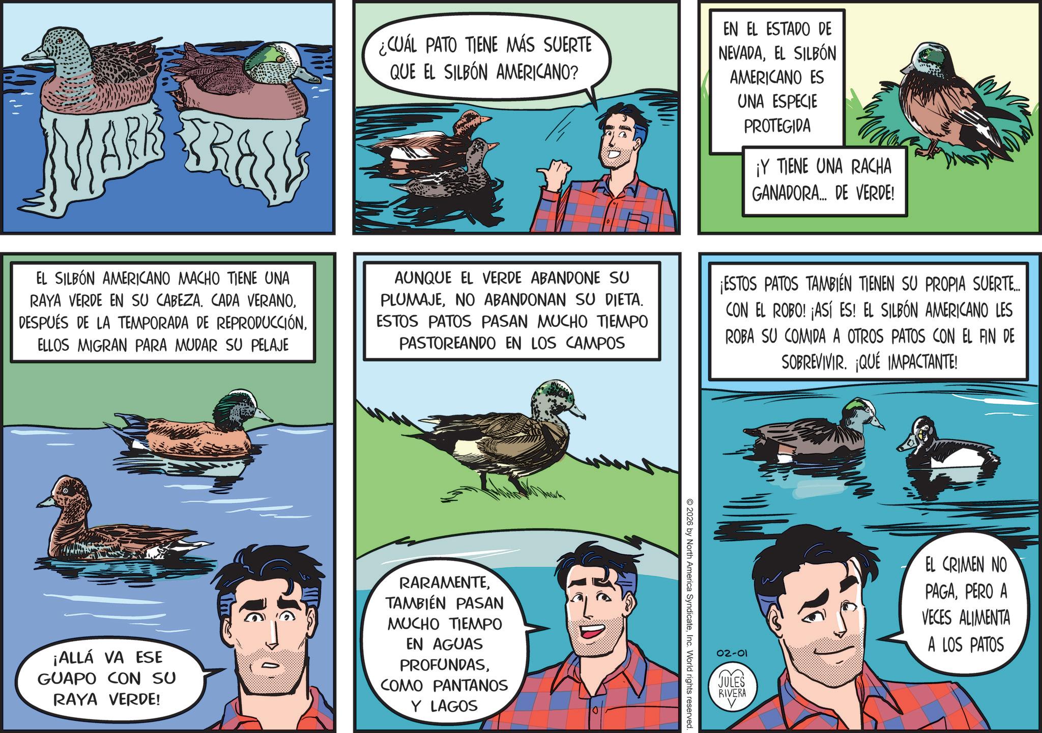 Fictional character OCR: ¿CUÁL PATO TIENE MÁS SUERTE QUE EL SILBÓN AMERICANO? EN EL ESTADO DE NEVADAEL SILBON AMERICANO ES UNA ESPECIE PROTEGIDA ¡Y TIENE UNA RACHA GANADORA... DE VERDE! EL SILBÓN AMERICANO MACHO TIENE UNA RAYA VERDE EN SU CABEZA. CADA VERANOELLOS MIGRAN PARA MUDAR SU PELAJE AUNQUE EL VERDE ABANDONE SU PLUMAJENO ABANDONAN SU DIETA. ESTOS PATOS PASAN MUCHO TIEMPO PASTOREANDO EN LOS CAMPOS ¡ESTOS PATOS TAMBIÉN TIENEN SU PROPIA SUERTE... CON EL ROBO! ¡ASÍ ES! EL SILBÓN AMERICANO LES ROBA SU COMIDA A OTROS PATOS CON EL FIN DE SOBREVIVIR. ¡QUÉ IMPACTANTE! ¡ALLÁ VA ESE GUAPO CON SU RAYA VERDE! RARAMENTETAMBIÉN PASAN MUCHO TIEMPO EN AGUAS PROFUNDASCOMO PANTANOS Y LAGOS 10 2026 by North America SyndicateInc. World rights reserved. 02-01 JULES RIVERA EL CRIMEN NO PAGAPERO A VECES ALIMENTA A LOS PATOS ¿ CUÁL PATO TIENE MÁS SUERTE QUE EL SILBÓN AMERICANO ? EN EL ESTADO DE NEVADAEL SILBON AMERICANO ES UNA ESPECIE PROTEGIDA ¡ Y TIENE UNA RACHA GANADORA ... DE VERDE ! EL SILBÓN AMERICANO MACHO TIENE UNA RAYA VERDE EN SU CABEZA . CADA VERANODESPUÉS DE LA TEMPORADA DE REPRODUCCIÓNELLOS MIGRAN PARA MUDAR SU PELAJE AUNQUE EL VERDE ABANDONE SU PLUMAJENO ABANDONAN SU DIETA . ESTOS PATOS PASAN MUCHO TIEMPO PASTOREANDO EN LOS CAMPOS ¡ ESTOS PATOS TAMBIÉN TIENEN SU PROPIA SUERTE ... CON EL ROBO ! ¡ ASÍ ES ! EL SILBÓN AMERICANO LES ROBA SU COMIDA A OTROS PATOS CON EL FIN DE SOBREVIVIR . ¡ QUÉ IMPACTANTE ! ¡ ALLÁ VA ESE GUAPO CON SU RAYA VERDE ! RARAMENTETAMBIÉN PASAN MUCHO TIEMPO EN AGUAS PROFUNDASCOMO PANTANOS Y LAGOS 10 2026 by North America SyndicateInc. World rights reserved . 02-01 JULES RIVERA EL CRIMEN NO PAGAPERO A VECES ALIMENTA A LOS PATOS