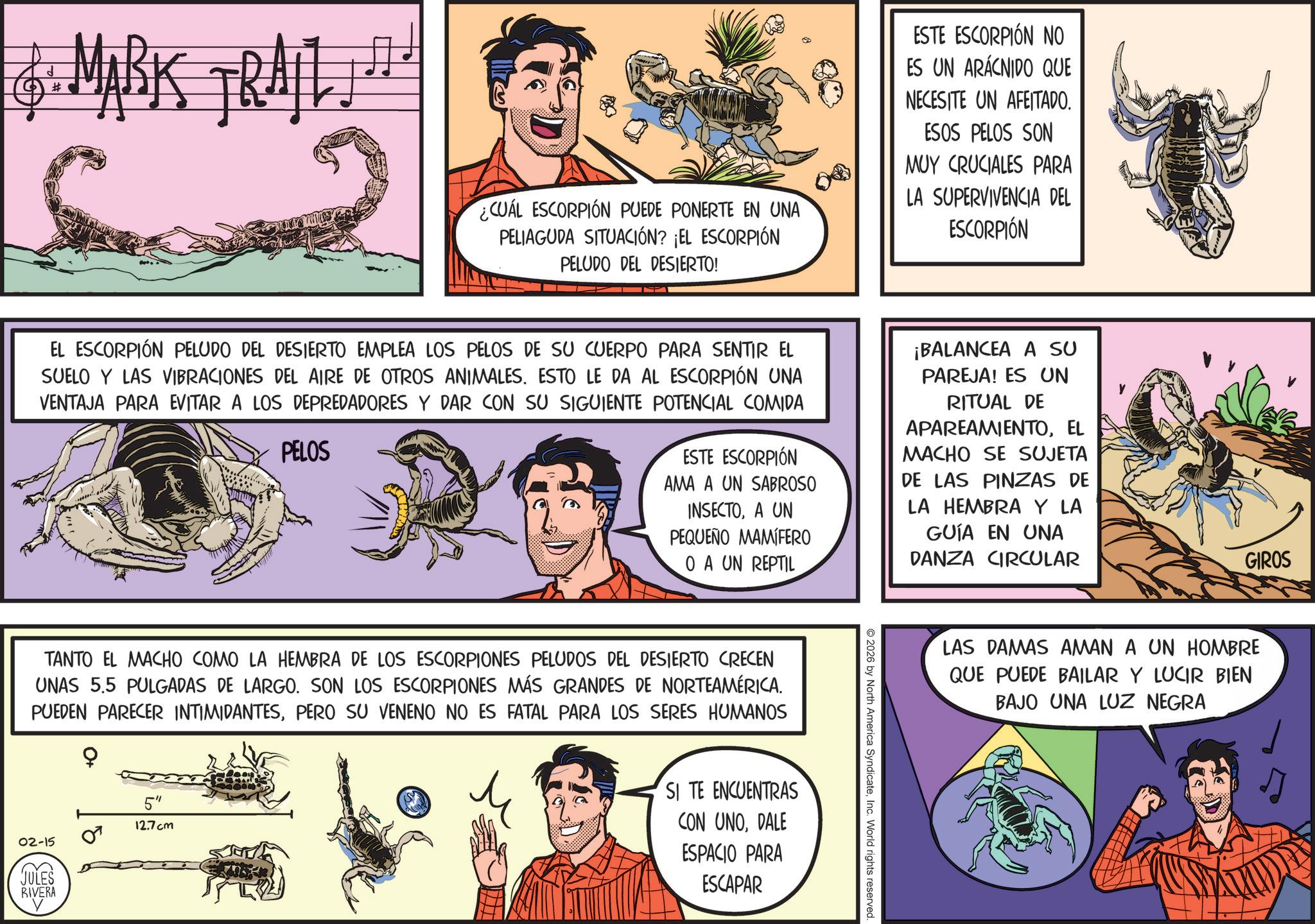 Animated cartoon OCR: d # 16. MARK TRAIL!!! ¿CUÁL ESCORPIÓN PUEDE PONERTE EN UNA PELIAGUDA SITUACIÓN? ¡EL ESCORPIÓN PELUDO DEL DESIERTO! ESTE ESCORPIÓN NO ES UN ARACNIDO QUE NECESITE UN AFEITADO. ESOS PELOS SON MUY CRUCIALES PARA LA SUPERVIVENCIA DEL ESCORPIÓN EL ESCORPIÓN PELUDO DEL DESIERTO EMPLEA LOS PELOS DE SU CUERPO PARA SENTIR EL SUELO Y LAS VIBRACIONES DEL AIRE DE OTROS ANIMALES. ESTO LE DA AL ESCORPIÓN UNA VENTAJA PARA EVITAR A LOS DEPREDADORES Y DAR CON SU SIGUIENTE POTENCIAL COMIDA PELOS ESTE ESCORPIÓN AMA A UN SABROSO INSECTOA UN PEQUEÑO MAMÍFERO O A UN REPTIL ¡BALANCEA A SU PAREJA! ES UN RITUAL DE APAREAMIENTOEL MACHO SE SUJETA DE LAS PINZAS DE LA HEMBRA Y LA GUÍA EN UNA DANZA CIRCULAR TANTO EL MACHO COMO LA HEMBRA DE LOS ESCORPIONES PELUDOS DEL DESIERTO CRECEN UNAS 5.5 PULGADAS DE LARGO. SON LOS ESCORPIONES MÁS GRANDES DE NORTEAMÉRICA. PUEDEN PARECER INTIMIDANTESPERO SU VENENO NO ES FATAL PARA LOS SERES HUMANOS 02-15 JULES RIVERA 5" 12.7 cm M SI TE ENCUENTRAS CON UNODALE ESPACIO PARA ESCAPAR 2026 by North America SyndicateInc. World rights reserved. GIROS LAS DAMAS AMAN A UN HOMBRE QUE PUEDE BAILAR Y LUCIR BIEN BAJO UNA LUZ NEGRA d # 16. MARK TRAIL !!! ¿ CUÁL ESCORPIÓN PUEDE PONERTE EN UNA PELIAGUDA SITUACIÓN ? ¡ EL ESCORPIÓN PELUDO DEL DESIERTO ! ESTE ESCORPIÓN NO ES UN ARACNIDO QUE NECESITE UN AFEITADO . ESOS PELOS SON MUY CRUCIALES PARA LA SUPERVIVENCIA DEL ESCORPIÓN EL ESCORPIÓN PELUDO DEL DESIERTO EMPLEA LOS PELOS DE SU CUERPO PARA SENTIR EL SUELO Y LAS VIBRACIONES DEL AIRE DE OTROS ANIMALES . ESTO LE DA AL ESCORPIÓN UNA VENTAJA PARA EVITAR A LOS DEPREDADORES Y DAR CON SU SIGUIENTE POTENCIAL COMIDA PELOS ESTE ESCORPIÓN AMA A UN SABROSO INSECTOA UN PEQUEÑO MAMÍFERO O A UN REPTIL ¡ BALANCEA A SU PAREJA ! ES UN RITUAL DE APAREAMIENTOEL MACHO SE SUJETA DE LAS PINZAS DE LA HEMBRA Y LA GUÍA EN UNA DANZA CIRCULAR TANTO EL MACHO COMO LA HEMBRA DE LOS ESCORPIONES PELUDOS DEL DESIERTO CRECEN UNAS 5.5 PULGADAS DE LARGO . SON LOS ESCORPIONES MÁS GRANDES DE NORTEAMÉRICA . PUEDEN PARECER INTIMIDANTESPERO SU VENENO NO ES FATAL PARA LOS SERES HUMANOS 02-15 JULES RIVERA 5 " 12.7 cm M SI TE ENCUENTRAS CON UNODALE ESPACIO PARA ESCAPAR 2026 by North America SyndicateInc. World rights reserved . GIROS LAS DAMAS AMAN A UN HOMBRE QUE PUEDE BAILAR Y LUCIR BIEN BAJO UNA LUZ NEGRA