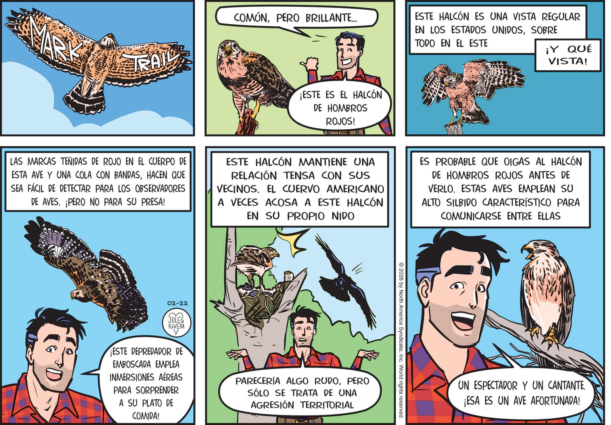 Fictional character OCR: RAIL COMÚNPERO BRILLANTE... ¡ESTE ES EL HALCÓN DE HOMBROS ROJOS! ESTE HALCÓN ES UNA VISTA REGULAR EN LOS ESTADOS UNIDOSSOBRE TODO EN EL ESTE ¡Y QUÉ VISTA! LAS MARCAS TEÑIDAS DE ROJO EN EL CUERPO DE ESTA AVE Y UNA COLA CON BANDASHACEN QUE SEA FÁCIL DE DETECTAR PARA LOS OBSERVADORES DE AVES. ¡PERO NO PARA SU PRESA! ESTE HALCÓN MANTIENE UNA RELACIÓN TENSA CON SUS VECINOS. EL CUERVO AMERICANO A VECES ACOSA A ESTE HALCÓN EN SU PROPIO NIDO ES PROBABLE QUE OIGAS AL HALCÓN DE HOMBROS ROJOS ANTES DE VERLO. ESTAS AVES EMPLEAN SU ALTO SILBIDO CARACTERÍSTICO PARA COMUNICARSE ENTRE ELLAS 02-22 JULES RIVERA ESTE DEPREDADOR DE EMBOSCADA EMPLEA INMERSIONES AÉREAS PARA SORPRENDER A SU PLATO DE COMIDA! PARECERÍA ALGO RUDOPERO SÓLO SE TRATA DE UNA AGRESIÓN TERRITORIAL © 2026 by North America SyndicateInc. World rights reserved. UN ESPECTADOR Y UN CANTANTE. ¡ESA ES UN AVE AFORTUNADA! RAIL COMÚNPERO BRILLANTE ... ¡ ESTE ES EL HALCÓN DE HOMBROS ROJOS ! ESTE HALCÓN ES UNA VISTA REGULAR EN LOS ESTADOS UNIDOSSOBRE TODO EN EL ESTE ¡ Y QUÉ VISTA ! LAS MARCAS TEÑIDAS DE ROJO EN EL CUERPO DE ESTA AVE Y UNA COLA CON BANDASHACEN QUE SEA FÁCIL DE DETECTAR PARA LOS OBSERVADORES DE AVES . ¡ PERO NO PARA SU PRESA ! ESTE HALCÓN MANTIENE UNA RELACIÓN TENSA CON SUS VECINOS . EL CUERVO AMERICANO A VECES ACOSA A ESTE HALCÓN EN SU PROPIO NIDO ES PROBABLE QUE OIGAS AL HALCÓN DE HOMBROS ROJOS ANTES DE VERLO . ESTAS AVES EMPLEAN SU ALTO SILBIDO CARACTERÍSTICO PARA COMUNICARSE ENTRE ELLAS 02-22 JULES RIVERA ESTE DEPREDADOR DE EMBOSCADA EMPLEA INMERSIONES AÉREAS PARA SORPRENDER A SU PLATO DE COMIDA ! PARECERÍA ALGO RUDOPERO SÓLO SE TRATA DE UNA AGRESIÓN TERRITORIAL © 2026 by North America SyndicateInc. World rights reserved . UN ESPECTADOR Y UN CANTANTE . ¡ ESA ES UN AVE AFORTUNADA !