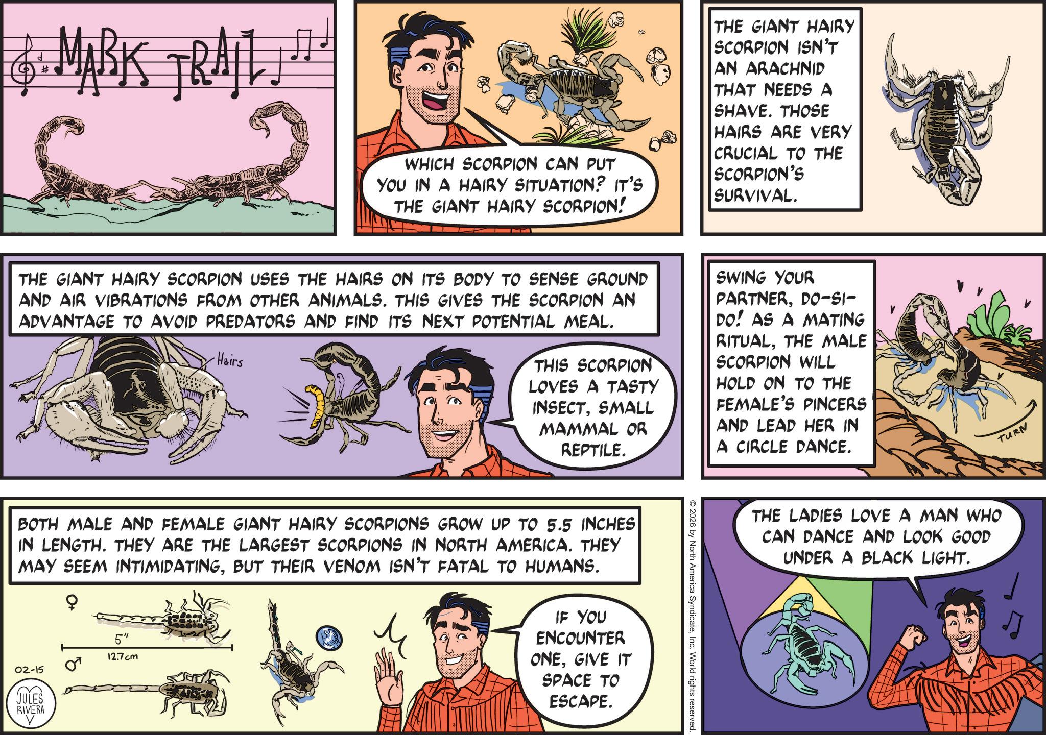 Animated cartoon OCR: d # ABK TRAIL!! WHICH SCORPION CAN PUT YOU IN A HAIRY SITUATION? IT'S THE GIANT HAIRY SCORPION! THE GIANT HAIRY SCORPION ISN'T AN ARACHNID THAT NEEDS A SHAVE. THOSE HAIRS ARE VERY CRUCIAL TO THE SCORPION'S SURVIVAL. THE GIANT HAIRY SCORPION USES THE HAIRS ON ITS BODY TO SENSE GROUND AND AIR VIBRATIONS FROM OTHER ANIMALS. THIS GIVES THE SCORPION AN ADVANTAGE TO AVOID PREDATORS AND FIND ITS NEXT POTENTIAL MEAL. Hairs THIS SCORPION LOVES A TASTY INSECTSMALL MAMMAL OR REPTILE. SWING YOUR PARTNERDO-SI- DO! AS A MATING RITUALTHE MALE SCORPION WILL HOLD ON TO THE FEMALE'S PINCERS AND LEAD HER IN A CIRCLE DANCE. BOTH MALE AND FEMALE GIANT HAIRY SCORPIONS GROW UP TO 5.5 INCHES IN LENGTH. THEY ARE THE LARGEST SCORPIONS IN NORTH AMERICA. THEY MAY SEEM INTIMIDATINGBUT THEIR VENOM ISN'T FATAL TO HUMANS. 02-15 JULES RIVERA 5" 12.7 cm M IF YOU ENCOUNTER ONEGIVE IT SPACE TO ESCAPE. © 2026 by North America SyndicateInc. World rights reserved THE LADIES LOVE A MAN WHO CAN DANCE AND LOOK GOOD UNDER A BLACK LIGHT. TURN d # ABK TRAIL !! WHICH SCORPION CAN PUT YOU IN A HAIRY SITUATION ? IT'S THE GIANT HAIRY SCORPION ! THE GIANT HAIRY SCORPION ISN'T AN ARACHNID THAT NEEDS A SHAVE . THOSE HAIRS ARE VERY CRUCIAL TO THE SCORPION'S SURVIVAL . THE GIANT HAIRY SCORPION USES THE HAIRS ON ITS BODY TO SENSE GROUND AND AIR VIBRATIONS FROM OTHER ANIMALS . THIS GIVES THE SCORPION AN ADVANTAGE TO AVOID PREDATORS AND FIND ITS NEXT POTENTIAL MEAL . Hairs THIS SCORPION LOVES A TASTY INSECTSMALL MAMMAL OR REPTILE . SWING YOUR PARTNERDO - SI- DO ! AS A MATING RITUALTHE MALE SCORPION WILL HOLD ON TO THE FEMALE'S PINCERS AND LEAD HER IN A CIRCLE DANCE . BOTH MALE AND FEMALE GIANT HAIRY SCORPIONS GROW UP TO 5.5 INCHES IN LENGTH . THEY ARE THE LARGEST SCORPIONS IN NORTH AMERICA . THEY MAY SEEM INTIMIDATINGBUT THEIR VENOM ISN'T FATAL TO HUMANS . 02-15 JULES RIVERA 5 " 12.7 cm M IF YOU ENCOUNTER ONEGIVE IT SPACE TO ESCAPE . © 2026 by North America SyndicateInc. World rights reserved THE LADIES LOVE A MAN WHO CAN DANCE AND LOOK GOOD UNDER A BLACK LIGHT . TURN