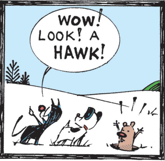 Clip art OCR: WOW! LOOK! A HAWK! ???? WOW ! LOOK ! A HAWK ! ????