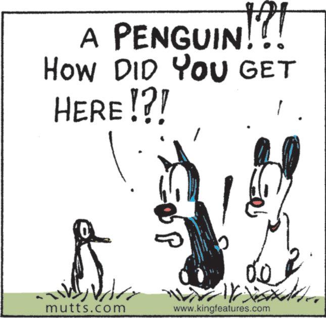 Line art OCR: A PENGUIN!?! HOW DID YOU GET HERE!?! 0 mutts.com www.kingfeatures.com A PENGUIN ! ? ! HOW DID YOU GET HERE ! ? ! 0 mutts.com www.kingfeatures.com
