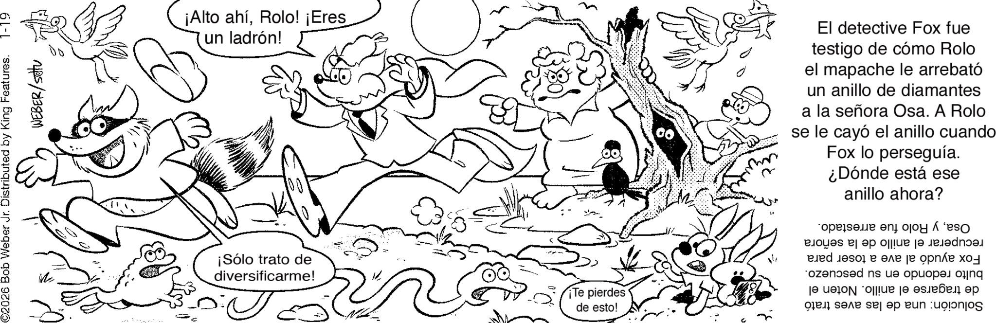 Gesture OCR: ©2026 Bob Weber Jr. Distributed by King Features. WEBER/setu ¡Alto ahíRolo! ¡Eres un ladrón! ¡Sólo trato de diversificarme! ¡Te pierdes de esto! 00 El detective Fox fue testigo de cómo Rolo el mapache le arrebató un anillo de diamantes a la señora Osa. A Rolo se le cayó el anillo cuando Fox lo perseguía. ¿Dónde está ese anillo ahora? Osay Rolo fue recuperar el anillo de la señora Fox ayudó al ave a toser para bulto redondo en su pescuezo. de tragarse el anillo. Noten el Solución: una de las aves trató arrestado. 2 © 2026 Bob Weber Jr. Distributed by King Features . WEBER / setu ¡ Alto ahíRolo ! ¡ Eres un ladrón ! ¡ Sólo trato de diversificarme ! ¡ Te pierdes de esto ! 00 El detective Fox fue testigo de cómo Rolo el mapache le arrebató un anillo de diamantes a la señora Osa . A Rolo se le cayó el anillo cuando Fox lo perseguía . ¿ Dónde está ese anillo ahora ? Osay Rolo fue recuperar el anillo de la señora Fox ayudó al ave a toser para bulto redondo en su pescuezo . de tragarse el anillo . Noten el Solución : una de las aves trató arrestado . 2