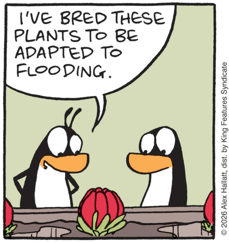 Natural foods OCR: lle I'VE BRED THESE PLANTS TO BE ADAPTED TO FLOODING. O2026 Alex Hallattdist. by King Features Syndicate lle I'VE BRED THESE PLANTS TO BE ADAPTED TO FLOODING . O2026 Alex Hallattdist . by King Features Syndicate