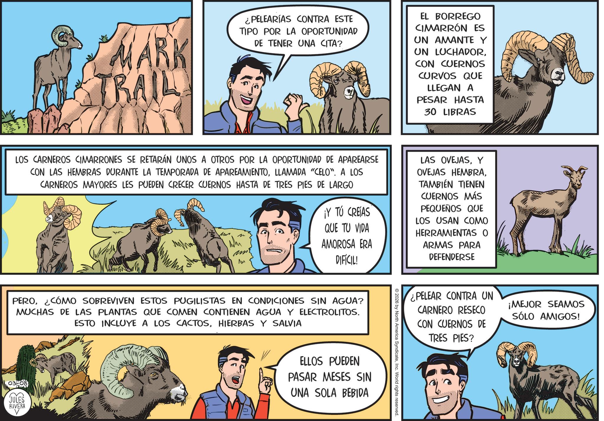 Canidae OCR: MARK TRAIL ¿PELEARÍAS CONTRA ESTE TIPO POR LA OPORTUNIDAD DE TENER UNA CITA? EL BORREGO CIMARRÓN ES UN AMANTE Y UN LUCHADORCON CUERNOS CURVOS QUE LLEGAN A PESAR HASTA 30 LIBRAS LOS CARNEROS CIMARRONES SE RETARÁN UNOS A OTROS POR LA OPORTUNIDAD DE APAREARSE CON LAS HEMBRAS DURANTE LA TEMPORADA DE APAREAMIENTOLLAMADA "CELO". A LOS CARNEROS MAYORES LES PUEDEN CRECER CUERNOS HASTA DE TRES PIES DE LARGO M Whi ?? ¡Y TU CREAS QUE TU VIDA AMOROSA ERA DIFÍCIL! LAS OVEJASY OVEJAS HEMBRATAMBIÉN TIENEN CUERNOS MÁS PEQUEÑOS QUE LOS USAN COMO HERRAMIENTAS O ARMAS PARA DEFENDERSE PERO¿CÓMO SOBREVIVEN ESTOS PUGILISTAS EN CONDICIONES SIN AGUA? MUCHAS DE LAS PLANTAS QUE COMEN CONTIENEN AGUA Y ELECTROLITOS. ESTO INCLUYE A LOS CACTOSHIERBAS Y SALVIA 03-08 JULES RIVERA ELLOS PUEDEN PASAR MESES SIN UNA SOLA BEBIDA ¿PELEAR CONTRA UN CARNERO RESECO CON CUERNOS DE TRES PIES? ¡MEJOR SEAMOS SÓLO AMIGOS! 2026 by North America SyndicateInc. World rights reserved. MARK TRAIL ¿ PELEARÍAS CONTRA ESTE TIPO POR LA OPORTUNIDAD DE TENER UNA CITA ? EL BORREGO CIMARRÓN ES UN AMANTE Y UN LUCHADORCON CUERNOS CURVOS QUE LLEGAN A PESAR HASTA 30 LIBRAS LOS CARNEROS CIMARRONES SE RETARÁN UNOS A OTROS POR LA OPORTUNIDAD DE APAREARSE CON LAS HEMBRAS DURANTE LA TEMPORADA DE APAREAMIENTOLLAMADA " CELO " . A LOS CARNEROS MAYORES LES PUEDEN CRECER CUERNOS HASTA DE TRES PIES DE LARGO M Whi ?? ¡ Y TU CREAS QUE TU VIDA AMOROSA ERA DIFÍCIL ! LAS OVEJASY OVEJAS HEMBRATAMBIÉN TIENEN CUERNOS MÁS PEQUEÑOS QUE LOS USAN COMO HERRAMIENTAS O ARMAS PARA DEFENDERSE PERO¿ CÓMO SOBREVIVEN ESTOS PUGILISTAS EN CONDICIONES SIN AGUA ? MUCHAS DE LAS PLANTAS QUE COMEN CONTIENEN AGUA Y ELECTROLITOS . ESTO INCLUYE A LOS CACTOSHIERBAS Y SALVIA 03-08 JULES RIVERA ELLOS PUEDEN PASAR MESES SIN UNA SOLA BEBIDA ¿ PELEAR CONTRA UN CARNERO RESECO CON CUERNOS DE TRES PIES ? ¡ MEJOR SEAMOS SÓLO AMIGOS ! 2026 by North America SyndicateInc. World rights reserved .