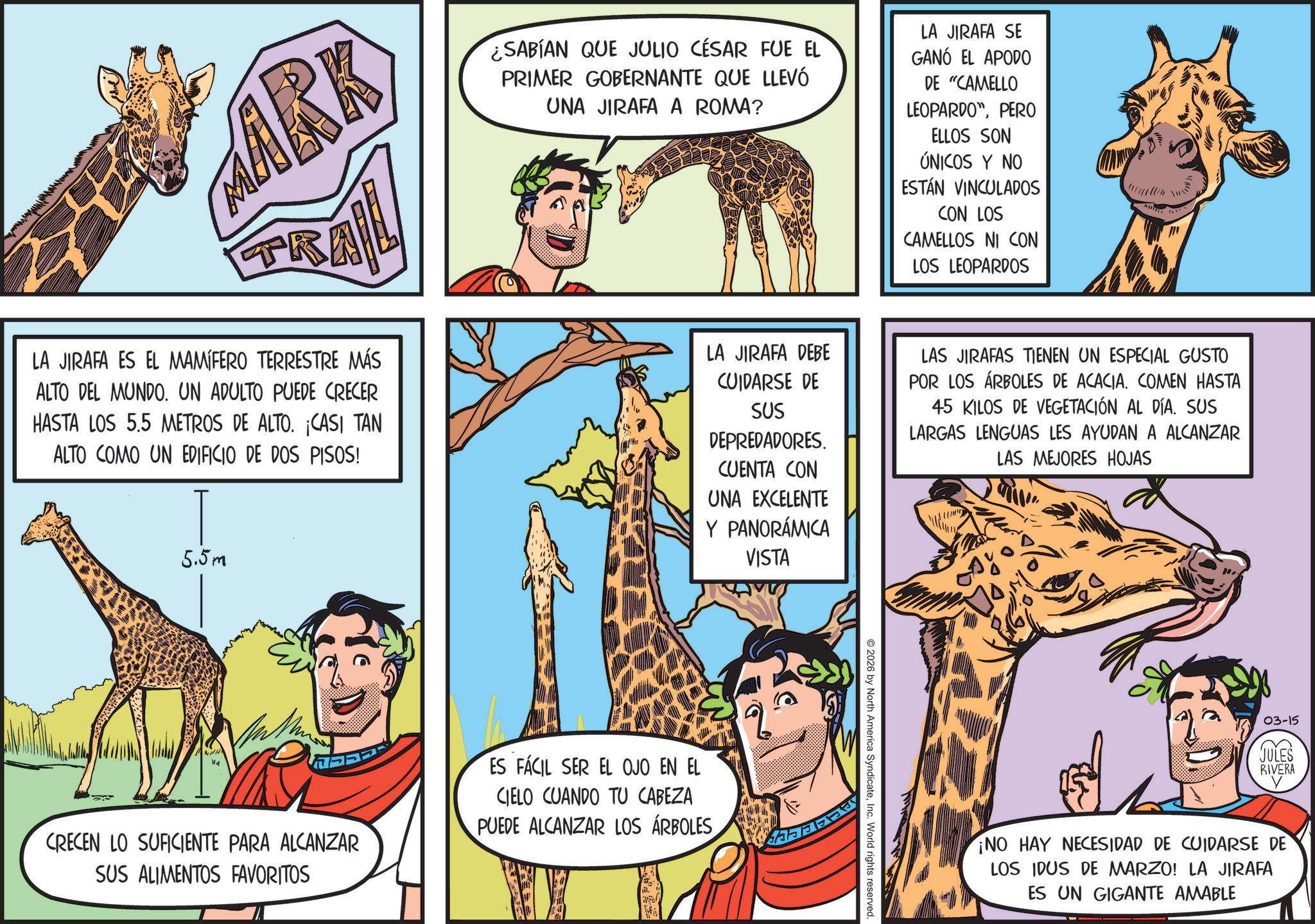 Snout OCR: MARK ¿SABÍAN QUE JULIO CÉSAR FUE EL PRIMER GOBERNANTE QUE LLEVÓ UNA JIRAFA A ROMA? LA JIRAFA SE GANÓ EL APODO DE "CAMELLO LEOPARDOPERO ELLOS SON ÚNICOS Y NO ESTÁN VINCULADOS CON LOS CAMELLOS NI CON LOS LEOPARDOS TR LA JIRAFA ES EL MAMÍFERO TERRESTRE MÁS ALTO DEL MUNDO. UN ADULTO PUEDE CRECER HASTA LOS 5.5 METROS DE ALTO. ¡CASI TAN ALTO COMO UN EDIFICIO DE DOS PISOS! 5.5m LA JIRAFA DEBE CUIDARSE DE SUS DEPREDADORES. CUENTA CON UNA EXCELENTE Y PANORÁMICA VISTA LAS JIRAFAS TIENEN UN ESPECIAL GUSTO POR LOS ÁRBOLES DE ACACIA. COMEN HASTA 45 KILOS DE VEGETACIÓN AL DÍA. SUS LARGAS LENGUAS LES AYUDAN A ALCANZAR LAS MEJORES HOJAS CRECEN LO SUFICIENTE PARA ALCANZAR SUS ALIMENTOS FAVORITOS ES FÁCIL SER EL OJO EN EL CIELO CUANDO TU CABEZA PUEDE ALCANZAR LOS ÁRBOLES 2026 by North America SyndicateInc. World rights reserved. 03-15 JULES RIVERA ¡NO HAY NECESIDAD DE CUIDARSE DE LOS IDUS DE MARZO! LA JIRAFA ES UN GIGANTE AMABLE MARK ¿ SABÍAN QUE JULIO CÉSAR FUE EL PRIMER GOBERNANTE QUE LLEVÓ UNA JIRAFA A ROMA ? LA JIRAFA SE GANÓ EL APODO DE " CAMELLO LEOPARDOPERO ELLOS SON ÚNICOS Y NO ESTÁN VINCULADOS CON LOS CAMELLOS NI CON LOS LEOPARDOS TR LA JIRAFA ES EL MAMÍFERO TERRESTRE MÁS ALTO DEL MUNDO . UN ADULTO PUEDE CRECER HASTA LOS 5.5 METROS DE ALTO . ¡ CASI TAN ALTO COMO UN EDIFICIO DE DOS PISOS ! 5.5m LA JIRAFA DEBE CUIDARSE DE SUS DEPREDADORES . CUENTA CON UNA EXCELENTE Y PANORÁMICA VISTA LAS JIRAFAS TIENEN UN ESPECIAL GUSTO POR LOS ÁRBOLES DE ACACIA . COMEN HASTA 45 KILOS DE VEGETACIÓN AL DÍA . SUS LARGAS LENGUAS LES AYUDAN A ALCANZAR LAS MEJORES HOJAS CRECEN LO SUFICIENTE PARA ALCANZAR SUS ALIMENTOS FAVORITOS ES FÁCIL SER EL OJO EN EL CIELO CUANDO TU CABEZA PUEDE ALCANZAR LOS ÁRBOLES 2026 by North America SyndicateInc. World rights reserved . 03-15 JULES RIVERA ¡ NO HAY NECESIDAD DE CUIDARSE DE LOS IDUS DE MARZO ! LA JIRAFA ES UN GIGANTE AMABLE