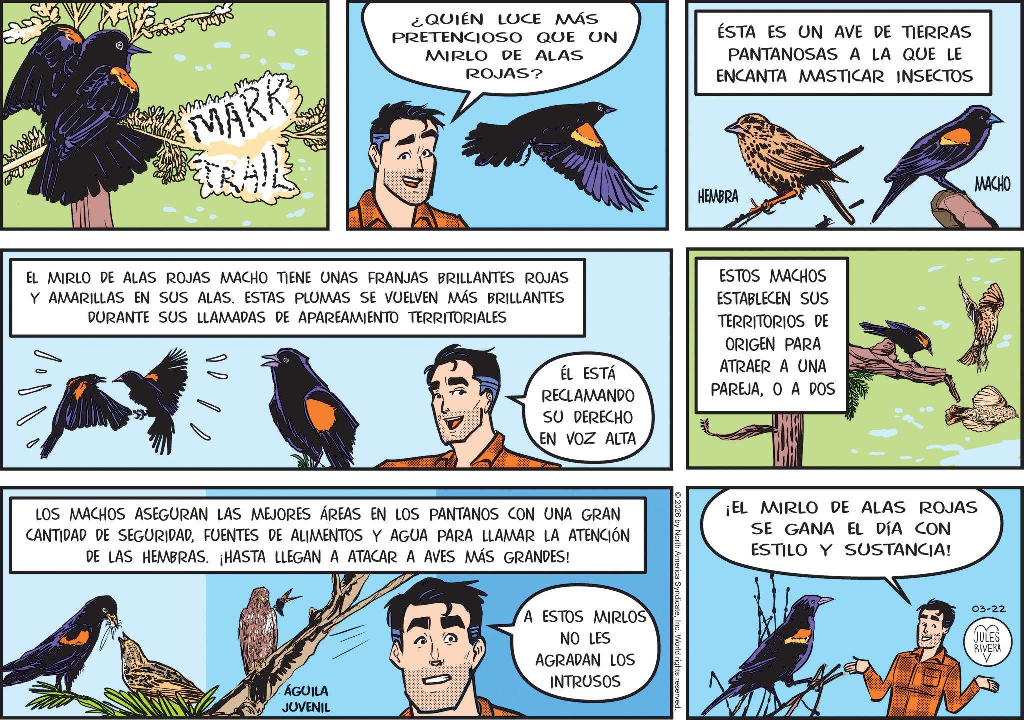 Falconiformes OCR: MARK BAIL ¿QUIÉN LUCE MÁS PRETENCIOSO QUE UN MIRLO DE ALAS ROJAS? ÉSTA ES UN AVE DE TIERRAS PANTANOSAS A LA QUE LE ENCANTA MASTICAR INSECTOS XR HEMBRA MACHO EL MIRLO DE ALAS ROJAS MACHO TIENE UNAS FRANJAS BRILLANTES ROJAS Y AMARILLAS EN SUS ALAS. ESTAS PLUMAS SE VUELVEN MÁS BRILLANTES DURANTE SUS LLAMADAS DE APAREAMIENTO TERRITORIALES ??? ÉL ESTÁ RECLAMANDO SU DERECHO EN VOZ ALTA ESTOS MACHOS ESTABLECEN SUS TERRITORIOS DE ORIGEN PARA ATRAER A UNA PAREJAO A DOS LOS MACHOS ASEGURAN LAS MEJORES ÁREAS EN LOS PANTANOS CON UNA GRAN CANTIDAD DE SEGURIDADFUENTES DE ALIMENTOS Y AGUA PARA LLAMAR LA ATENCIÓN DE LAS HEMBRAS. ¡HASTA LLEGAN A ATACAR A AVES MÁS GRANDES! A ESTOS MIRLOS NO LES AGRADAN LOS INTRUSOS ÁGUILA JUVENIL 2026 by North America SyndicateInc. World rights reserved. ¡EL MIRLO DE ALAS ROJAS SE GANA EL DÍA CON ESTILO Y SUSTANCIA! 03-22 JULES RIVERA MARK BAIL ¿ QUIÉN LUCE MÁS PRETENCIOSO QUE UN MIRLO DE ALAS ROJAS ? ÉSTA ES UN AVE DE TIERRAS PANTANOSAS A LA QUE LE ENCANTA MASTICAR INSECTOS XR HEMBRA MACHO EL MIRLO DE ALAS ROJAS MACHO TIENE UNAS FRANJAS BRILLANTES ROJAS Y AMARILLAS EN SUS ALAS . ESTAS PLUMAS SE VUELVEN MÁS BRILLANTES DURANTE SUS LLAMADAS DE APAREAMIENTO TERRITORIALES ??? ÉL ESTÁ RECLAMANDO SU DERECHO EN VOZ ALTA ESTOS MACHOS ESTABLECEN SUS TERRITORIOS DE ORIGEN PARA ATRAER A UNA PAREJAO A DOS LOS MACHOS ASEGURAN LAS MEJORES ÁREAS EN LOS PANTANOS CON UNA GRAN CANTIDAD DE SEGURIDADFUENTES DE ALIMENTOS Y AGUA PARA LLAMAR LA ATENCIÓN DE LAS HEMBRAS . ¡ HASTA LLEGAN A ATACAR A AVES MÁS GRANDES ! A ESTOS MIRLOS NO LES AGRADAN LOS INTRUSOS ÁGUILA JUVENIL 2026 by North America SyndicateInc. World rights reserved . ¡ EL MIRLO DE ALAS ROJAS SE GANA EL DÍA CON ESTILO Y SUSTANCIA ! 03-22 JULES RIVERA