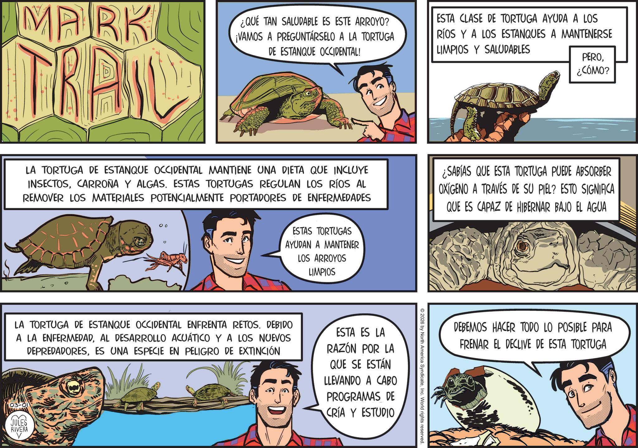Publication OCR: MARK TRAN ¿QUE TAN SALUDABLE ES ESTE ARROYO? ¡VAMOS A PREGUNTÁRSELO A LA TORTUGA DE ESTANQUE OCCIDENTAL! ESTA CLASE DE TORTUGA AYUDA A LOS RÍOS Y A LOS ESTANQUES A MANTENERSE LIMPIOS Y SALUDABLES PERO¿CÓMO? LA TORTUGA DE ESTANQUE OCCIDENTAL MANTIENE UNA DIETA QUE INCLUYE INSECTOSCARROÑA Y ALGAS. ESTAS TORTUGAS REGULAN LOS RÍOS AL REMOVER LOS MATERIALES POTENCIALMENTE PORTADORES DE ENFERMEDADES 06 ESTAS TORTUGAS AYUDAN A MANTENER LOS ARROYOS LIMPIOS ¿SABÍAS QUE ESTA TORTUGA PUEDE ABSORBER OXIGENO A TRAVÉS DE SU PIEL? ESTO SIGNIFICA QUE ES CAPAZ DE HIBERNAR BAJO EL AGUA 2026 by North America SyndicateInc. World rights reserved. LA TORTUGA DE ESTANQUE OCCIDENTAL ENFRENTA RETOS. DEBIDO A LA ENFERMEDADAL DESARROLLO ACUÁTICO Y A LOS NUEVOS DEPREDADORESES UNA ESPECIE EN PELIGRO DE EXTINCIÓN 03-01 JULES RIVERA V ESTA ES LA RAZÓN POR LA QUE SE ESTÁN LLEVANDO A CABO PROGRAMAS DE CRÍA Y ESTUDIO DEBEMOS HACER TODO LO POSIBLE PARA FRENAR EL DECLIVE DE ESTA TORTUGA MARK TRAN ¿ QUE TAN SALUDABLE ES ESTE ARROYO ? ¡ VAMOS A PREGUNTÁRSELO A LA TORTUGA DE ESTANQUE OCCIDENTAL ! ESTA CLASE DE TORTUGA AYUDA A LOS RÍOS Y A LOS ESTANQUES A MANTENERSE LIMPIOS Y SALUDABLES PERO¿ CÓMO ? LA TORTUGA DE ESTANQUE OCCIDENTAL MANTIENE UNA DIETA QUE INCLUYE INSECTOSCARROÑA Y ALGAS . ESTAS TORTUGAS REGULAN LOS RÍOS AL REMOVER LOS MATERIALES POTENCIALMENTE PORTADORES DE ENFERMEDADES 06 ESTAS TORTUGAS AYUDAN A MANTENER LOS ARROYOS LIMPIOS ¿ SABÍAS QUE ESTA TORTUGA PUEDE ABSORBER OXIGENO A TRAVÉS DE SU PIEL ? ESTO SIGNIFICA QUE ES CAPAZ DE HIBERNAR BAJO EL AGUA 2026 by North America SyndicateInc. World rights reserved . LA TORTUGA DE ESTANQUE OCCIDENTAL ENFRENTA RETOS . DEBIDO A LA ENFERMEDADAL DESARROLLO ACUÁTICO Y A LOS NUEVOS DEPREDADORESES UNA ESPECIE EN PELIGRO DE EXTINCIÓN 03-01 JULES RIVERA V ESTA ES LA RAZÓN POR LA QUE SE ESTÁN LLEVANDO A CABO PROGRAMAS DE CRÍA Y ESTUDIO DEBEMOS HACER TODO LO POSIBLE PARA FRENAR EL DECLIVE DE ESTA TORTUGA