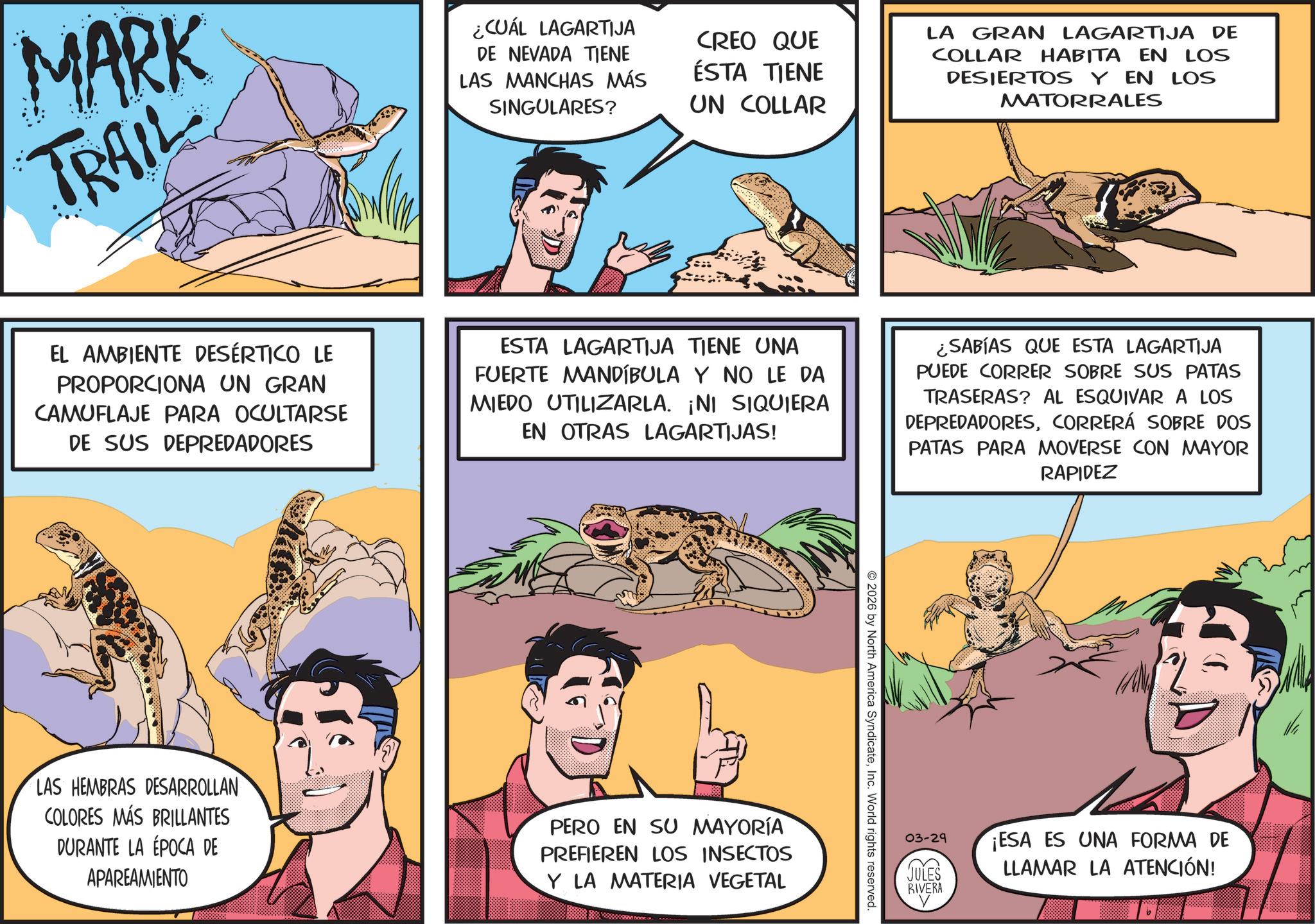 Publication OCR: MARK TRAIL ¿CUÁL LAGARTIJA DE NEVADA TIENE LAS MANCHAS MÁS SINGULARES? CREO QUE ÉSTA TIENE UN COLLAR LA GRAN LAGARTIJA DE COLLAR HABITA EN LOS DESIERTOS Y EN LOS MATORRALES EL AMBIENTE DESÉRTICO LE PROPORCIONA UN GRAN CAMUFLAJE PARA OCULTARSE DE SUS DEPREDADORES ESTA LAGARTIJA TIENE UNA FUERTE MANDÍBULA Y NO LE DA MIEDO UTILIZARLA. ¡NI SIQUIERA EN OTRAS LAGARTIJAS! ¿SABÍAS QUE ESTA LAGARTIJA PUEDE CORRER SOBRE SUS PATAS TRASERAS? AL ESQUIVAR A LOS DEPREDADORESCORRERÁ SOBRE DOS PATAS PARA MOVERSE CON MAYOR RAPIDEZ LAS HEMBRAS DESARROLLAN COLORES MÁS BRILLANTES DURANTE LA ÉPOCA DE APAREAMIENTO PERO EN SU MAYORÍA PREFIEREN LOS INSECTOS Y LA MATERIA VEGETAL 2026 by North America SyndicateInc. World rights reserved. 03-29 JULES RIVERA ¡ESA ES UNA FORMA DE LLAMAR LA ATENCIÓN! MARK TRAIL ¿ CUÁL LAGARTIJA DE NEVADA TIENE LAS MANCHAS MÁS SINGULARES ? CREO QUE ÉSTA TIENE UN COLLAR LA GRAN LAGARTIJA DE COLLAR HABITA EN LOS DESIERTOS Y EN LOS MATORRALES EL AMBIENTE DESÉRTICO LE PROPORCIONA UN GRAN CAMUFLAJE PARA OCULTARSE DE SUS DEPREDADORES ESTA LAGARTIJA TIENE UNA FUERTE MANDÍBULA Y NO LE DA MIEDO UTILIZARLA . ¡ NI SIQUIERA EN OTRAS LAGARTIJAS ! ¿ SABÍAS QUE ESTA LAGARTIJA PUEDE CORRER SOBRE SUS PATAS TRASERAS ? AL ESQUIVAR A LOS DEPREDADORESCORRERÁ SOBRE DOS PATAS PARA MOVERSE CON MAYOR RAPIDEZ LAS HEMBRAS DESARROLLAN COLORES MÁS BRILLANTES DURANTE LA ÉPOCA DE APAREAMIENTO PERO EN SU MAYORÍA PREFIEREN LOS INSECTOS Y LA MATERIA VEGETAL 2026 by North America SyndicateInc. World rights reserved . 03-29 JULES RIVERA ¡ ESA ES UNA FORMA DE LLAMAR LA ATENCIÓN !