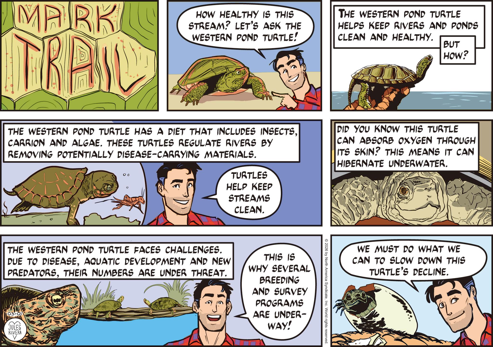 Fictional character OCR: 1 MARK TRAN HOW HEALTHY IS THIS STREAM? LET'S ASK THE WESTERN POND TURTLE! THE WESTERN POND TURTLE HELPS KEEP RIVERS AND PONDS CLEAN AND HEALTHY. BUT HOW? THE WESTERN POND TURTLE HAS A DIET THAT INCLUDES INSECTSCARRION AND ALGAE. THESE TURTLES REGULATE RIVERS BY REMOVING POTENTIALLY DISEASE-CARRYING MATERIALS. DID YOU KNOW THIS TURTLE CAN ABSORB OXYGEN THROUGH ITS SKIN? THIS MEANS IT CAN HIBERNATE UNDERWATER. 06 TURTLES HELP KEEP STREAMS CLEAN. THE WESTERN POND TURTLE FACES CHALLENGES. DUE TO DISEASEAQUATIC DEVELOPMENT AND NEW PREDATORSTHEIR NUMBERS ARE UNDER THREAT. 03-01 JULES RIVERA ? THIS IS WHY SEVERAL BREEDING AND SURVEY PROGRAMS ARE UNDER- WAY! 2026 by North America SyndicateInc. World rights reserved. WE MUST DO WHAT WE CAN TO SLOW DOWN THIS TURTLE'S DECLINE. 1 MARK TRAN HOW HEALTHY IS THIS STREAM ? LET'S ASK THE WESTERN POND TURTLE ! THE WESTERN POND TURTLE HELPS KEEP RIVERS AND PONDS CLEAN AND HEALTHY . BUT HOW ? THE WESTERN POND TURTLE HAS A DIET THAT INCLUDES INSECTSCARRION AND ALGAE . THESE TURTLES REGULATE RIVERS BY REMOVING POTENTIALLY DISEASE - CARRYING MATERIALS . DID YOU KNOW THIS TURTLE CAN ABSORB OXYGEN THROUGH ITS SKIN ? THIS MEANS IT CAN HIBERNATE UNDERWATER . 06 TURTLES HELP KEEP STREAMS CLEAN . THE WESTERN POND TURTLE FACES CHALLENGES . DUE TO DISEASEAQUATIC DEVELOPMENT AND NEW PREDATORSTHEIR NUMBERS ARE UNDER THREAT . 03-01 JULES RIVERA ? THIS IS WHY SEVERAL BREEDING AND SURVEY PROGRAMS ARE UNDER- WAY ! 2026 by North America SyndicateInc. World rights reserved . WE MUST DO WHAT WE CAN TO SLOW DOWN THIS TURTLE'S DECLINE .