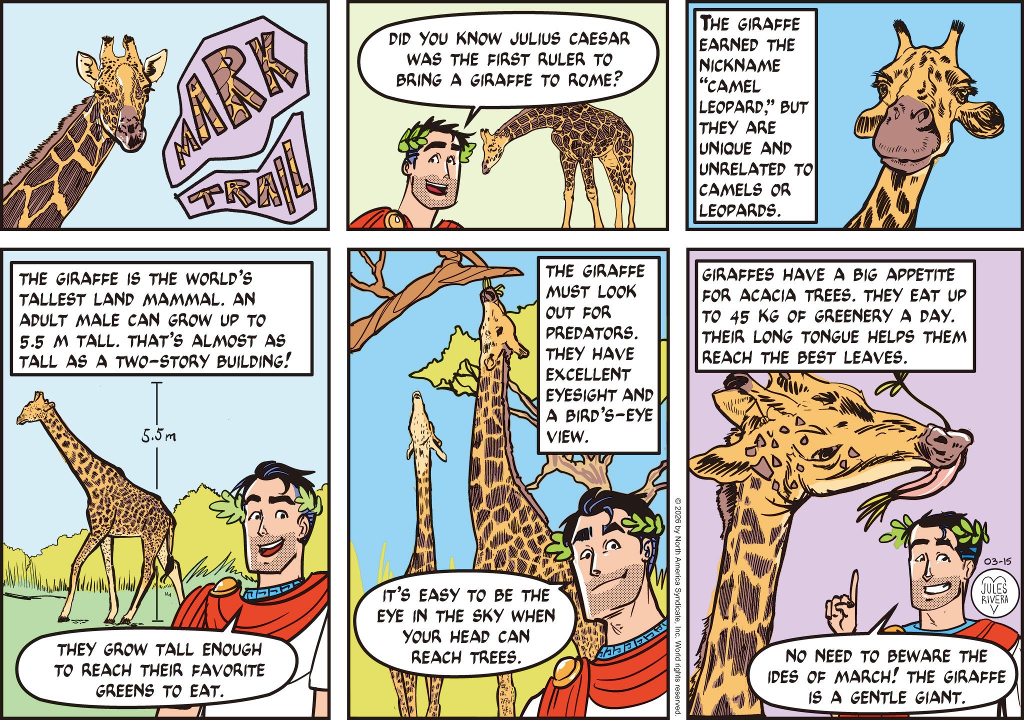 Fictional character OCR: wwwwwwww MARK TR DID YOU KNOW JULIUS CAESAR I WAS THE FIRST RULER TO BRING A GIRAFFE TO ROME? THE GIRAFFE EARNED THE NICKNAME "CAMEL LEOPARD" BUT THEY ARE UNIQUE AND UNRELATED TO CAMELS OR LEOPARDS. THE GIRAFFE IS THE WORLD'S TALLEST LAND MAMMAL. AN ADULT MALE CAN GROW UP TO 5.5 M TALL. THAT'S ALMOST AS TALL AS A TWO-STORY BUILDING! 5.5m THE GIRAFFE MUST LOOK OUT FOR PREDATORS. THEY HAVE EXCELLENT EYESIGHT AND A BIRD'S-EYE VIEW. GIRAFFES HAVE A BIG APPETITE FOR ACACIA TREES. THEY EAT UP TO 45 KG OF GREENERY A DAY. THEIR LONG TONGUE HELPS THEM REACH THE BEST LEAVES. THEY GROW TALL ENOUGH TO REACH THEIR FAVORITE GREENS TO EAT. IT'S EASY TO BE THE EYE IN THE SKY WHEN YOUR HEAD CAN REACH TREES. 2026 by North America SyndicateInc. World rights reserved. 03-15 JULES RIVERA NO NEED TO BEWARE THE IDES OF MARCH! THE GIRAFFE IS A GENTLE GIANT. wwwwwwww MARK TR DID YOU KNOW JULIUS CAESAR I WAS THE FIRST RULER TO BRING A GIRAFFE TO ROME ? THE GIRAFFE EARNED THE NICKNAME " CAMEL LEOPARD" BUT THEY ARE UNIQUE AND UNRELATED TO CAMELS OR LEOPARDS . THE GIRAFFE IS THE WORLD'S TALLEST LAND MAMMAL . AN ADULT MALE CAN GROW UP TO 5.5 M TALL . THAT'S ALMOST AS TALL AS A TWO - STORY BUILDING ! 5.5m THE GIRAFFE MUST LOOK OUT FOR PREDATORS . THEY HAVE EXCELLENT EYESIGHT AND A BIRD'S - EYE VIEW . GIRAFFES HAVE A BIG APPETITE FOR ACACIA TREES . THEY EAT UP TO 45 KG OF GREENERY A DAY . THEIR LONG TONGUE HELPS THEM REACH THE BEST LEAVES . THEY GROW TALL ENOUGH TO REACH THEIR FAVORITE GREENS TO EAT . IT'S EASY TO BE THE EYE IN THE SKY WHEN YOUR HEAD CAN REACH TREES . 2026 by North America SyndicateInc. World rights reserved . 03-15 JULES RIVERA NO NEED TO BEWARE THE IDES OF MARCH ! THE GIRAFFE IS A GENTLE GIANT .