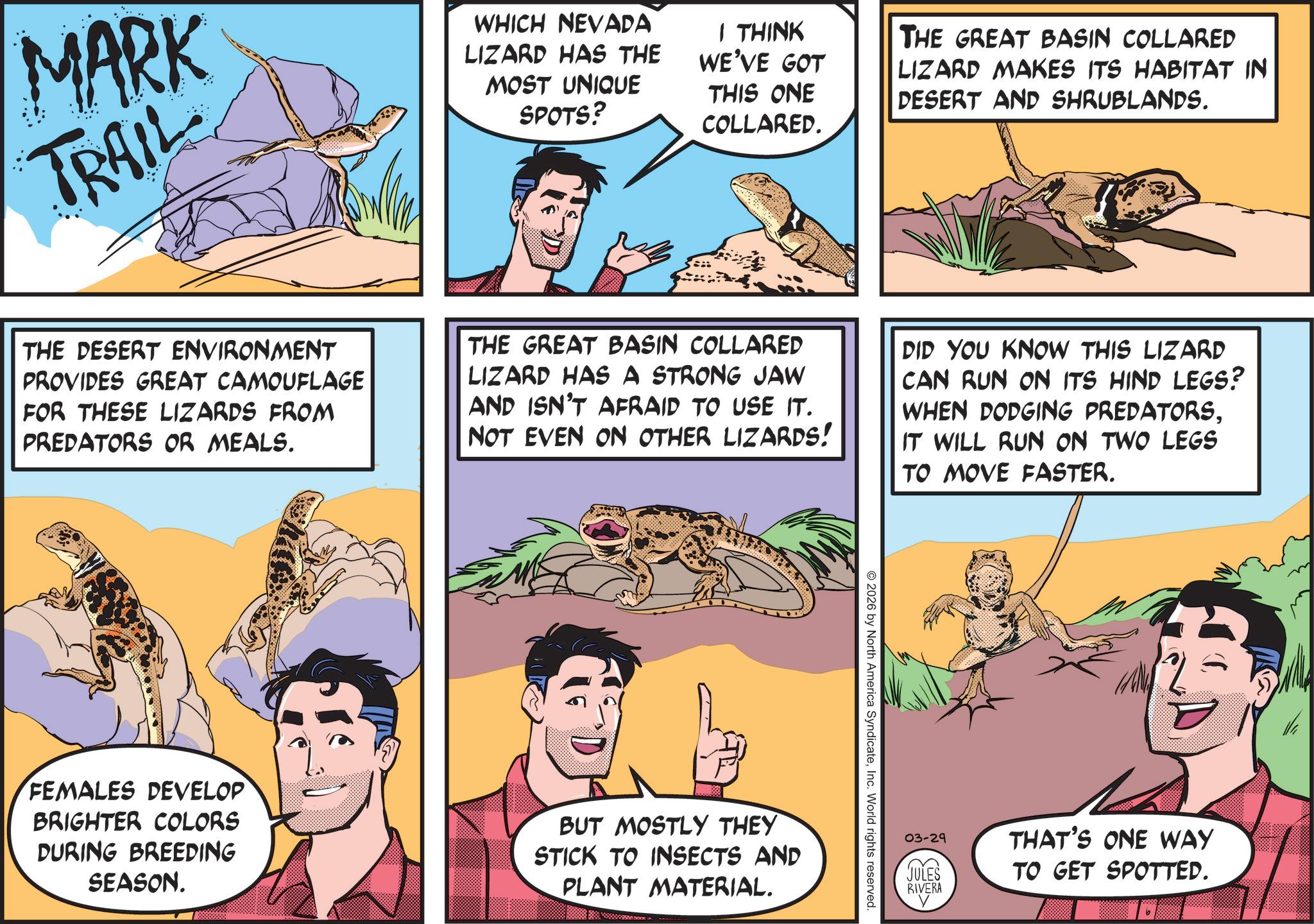 Publication OCR: MARK TRAIL WHICH NEVADA LIZARD HAS THE MOST UNIQUE SPOTS? I THINK WE'VE GOT THIS ONE COLLARED. THE GREAT BASIN COLLARED LIZARD MAKES ITS HABITAT IN DESERT AND SHRUBLANDS. THE DESERT ENVIRONMENT PROVIDES GREAT CAMOUFLAGE FOR THESE LIZARDS FROM PREDATORS OR MEALS. THE GREAT BASIN COLLARED LIZARD HAS A STRONG JAW AND ISN'T AFRAID TO USE IT. NOT EVEN ON OTHER LIZARDS! DID YOU KNOW THIS LIZARD CAN RUN ON ITS HIND LEGS? WHEN DODGING PREDATORSIT WILL RUN ON TWO LEGS TO MOVE FASTER. FEMALES DEVELOP BRIGHTER COLORS DURING BREEDING SEASON. BUT MOSTLY THEY STICK TO INSECTS AND PLANT MATERIAL. 2026 by North America SyndicateInc. World rights reserved. 03-29 JULES RIVERA THAT'S ONE WAY TO GET SPOTTED. MARK TRAIL WHICH NEVADA LIZARD HAS THE MOST UNIQUE SPOTS ? I THINK WE'VE GOT THIS ONE COLLARED . THE GREAT BASIN COLLARED LIZARD MAKES ITS HABITAT IN DESERT AND SHRUBLANDS . THE DESERT ENVIRONMENT PROVIDES GREAT CAMOUFLAGE FOR THESE LIZARDS FROM PREDATORS OR MEALS . THE GREAT BASIN COLLARED LIZARD HAS A STRONG JAW AND ISN'T AFRAID TO USE IT . NOT EVEN ON OTHER LIZARDS ! DID YOU KNOW THIS LIZARD CAN RUN ON ITS HIND LEGS ? WHEN DODGING PREDATORSIT WILL RUN ON TWO LEGS TO MOVE FASTER . FEMALES DEVELOP BRIGHTER COLORS DURING BREEDING SEASON . BUT MOSTLY THEY STICK TO INSECTS AND PLANT MATERIAL . 2026 by North America SyndicateInc. World rights reserved . 03-29 JULES RIVERA THAT'S ONE WAY TO GET SPOTTED .