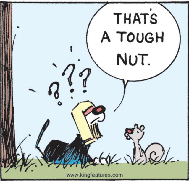Paw OCR: - THAT'S A TOUGH NUT. www.kingfeatures.com - THAT'S A TOUGH NUT . www.kingfeatures.com