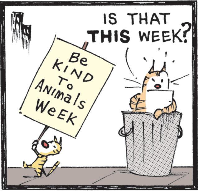 Cat OCR: IS THAT THIS WEEK? Be KIND To Animals Week IS THAT THIS WEEK ? Be KIND To Animals Week