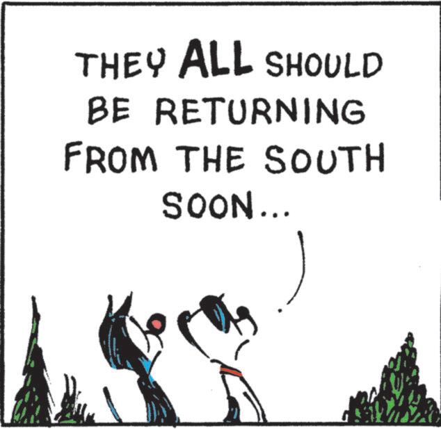 Photo caption OCR: THEY ALL SHOULD BE RETURNING FROM THE SOUTH SOON... THEY ALL SHOULD BE RETURNING FROM THE SOUTH SOON ...
