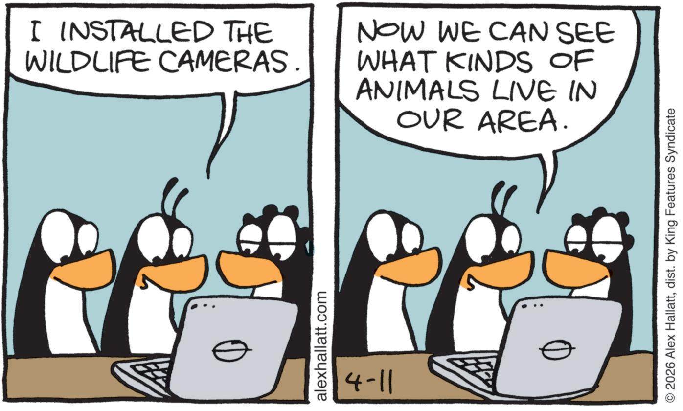 Penguin OCR: I INSTALLED THE WILDLIFE CAMERAS NOW WE CAN SEE WHAT KINDS OF ANIMALS LIVE IN OUR AREA. alexhallatt.com 4-11 © 2026 Alex Hallattdist. by King Features Syndicate I INSTALLED THE WILDLIFE CAMERAS NOW WE CAN SEE WHAT KINDS OF ANIMALS LIVE IN OUR AREA . alexhallatt.com 4-11 © 2026 Alex Hallattdist . by King Features Syndicate